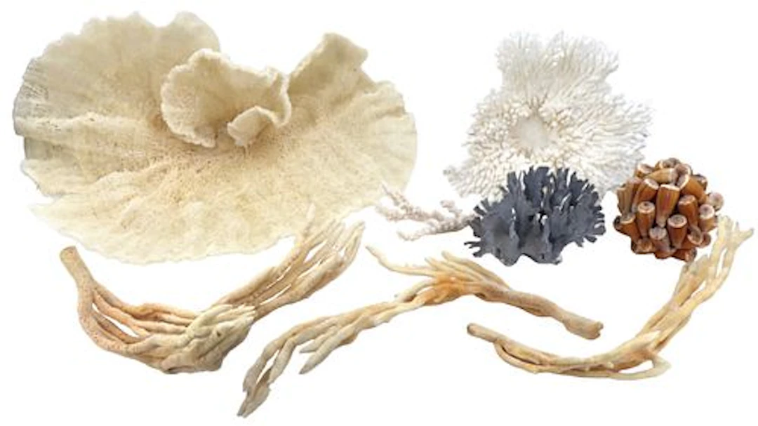 A Collection of Coral and Seashells