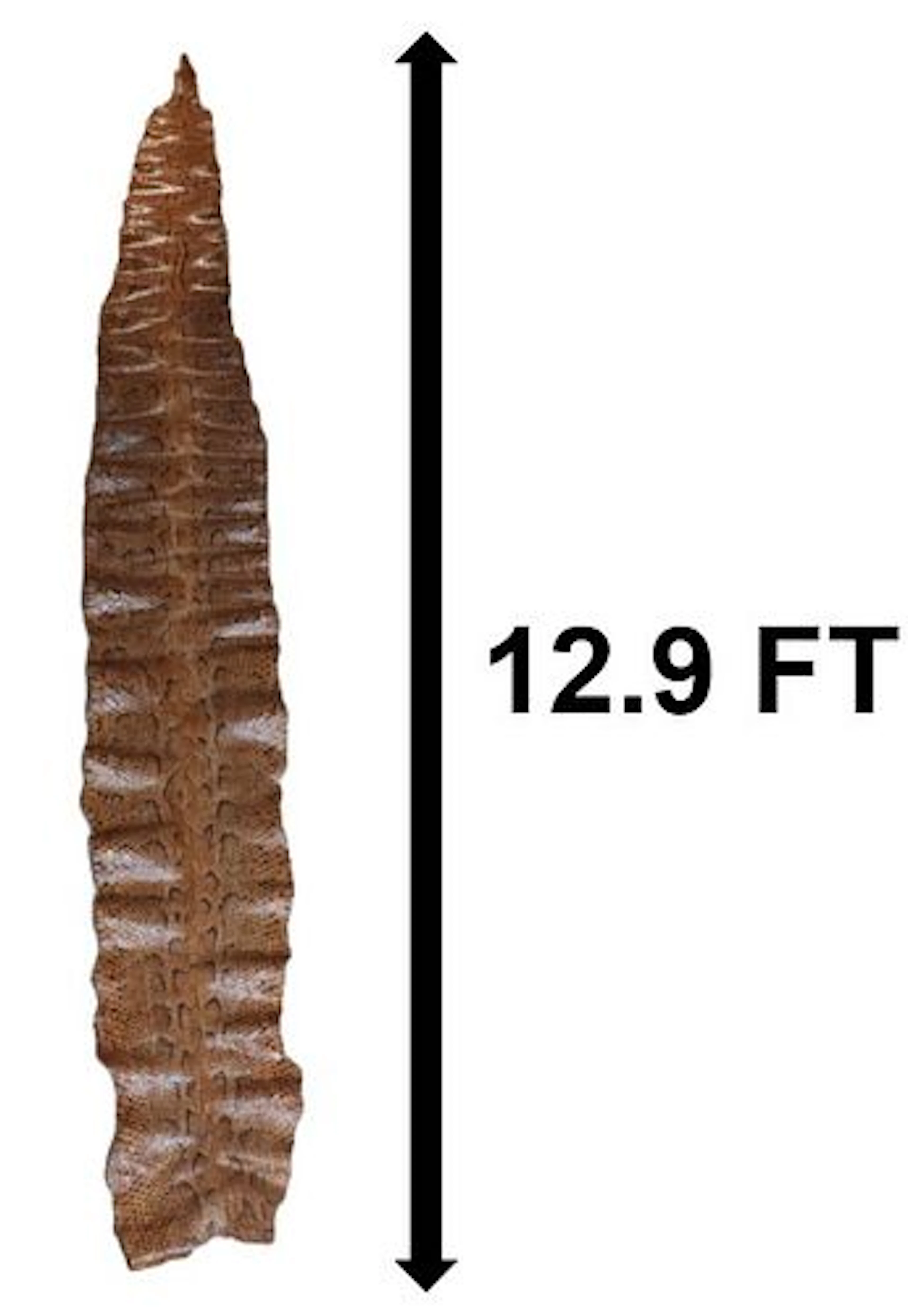 Monumental Python Snake Skin