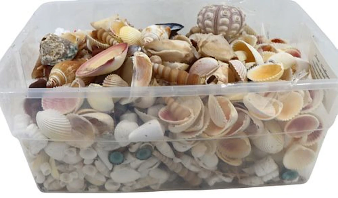 Big Box Collection of Shells