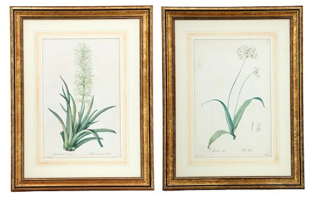 Pierre-Joseph Redoute (1759-1840) Austrian/French, (2) Original Botanical