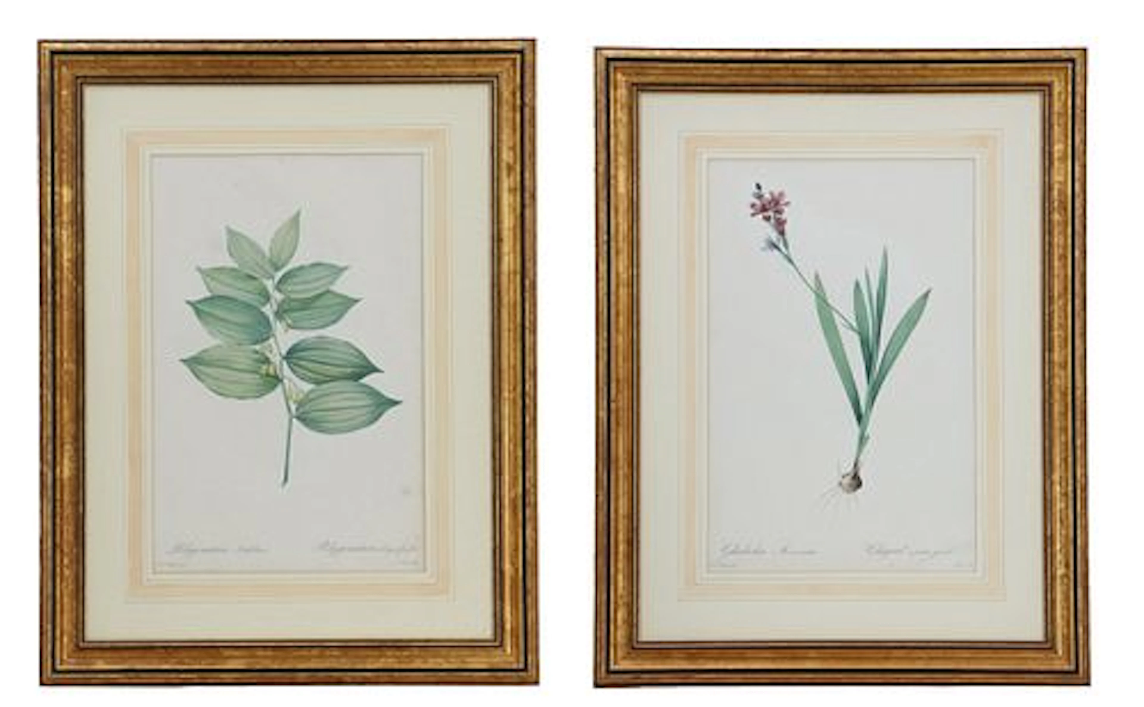 Pierre-Joseph Redoute (1759-1840) Austrian/French, (2) Original Botanical