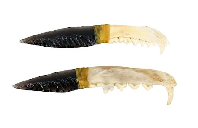 (2) Black Obsidian Coyote Jaw Handled Knives
