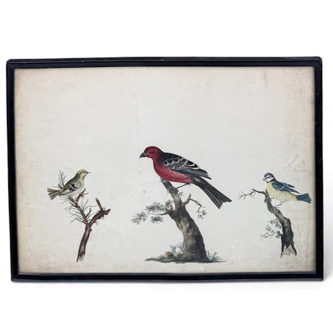 19TH CENTURY ENGLISH SCHOOL: THREE BIRDS ON DIFFERENT BRANCH...