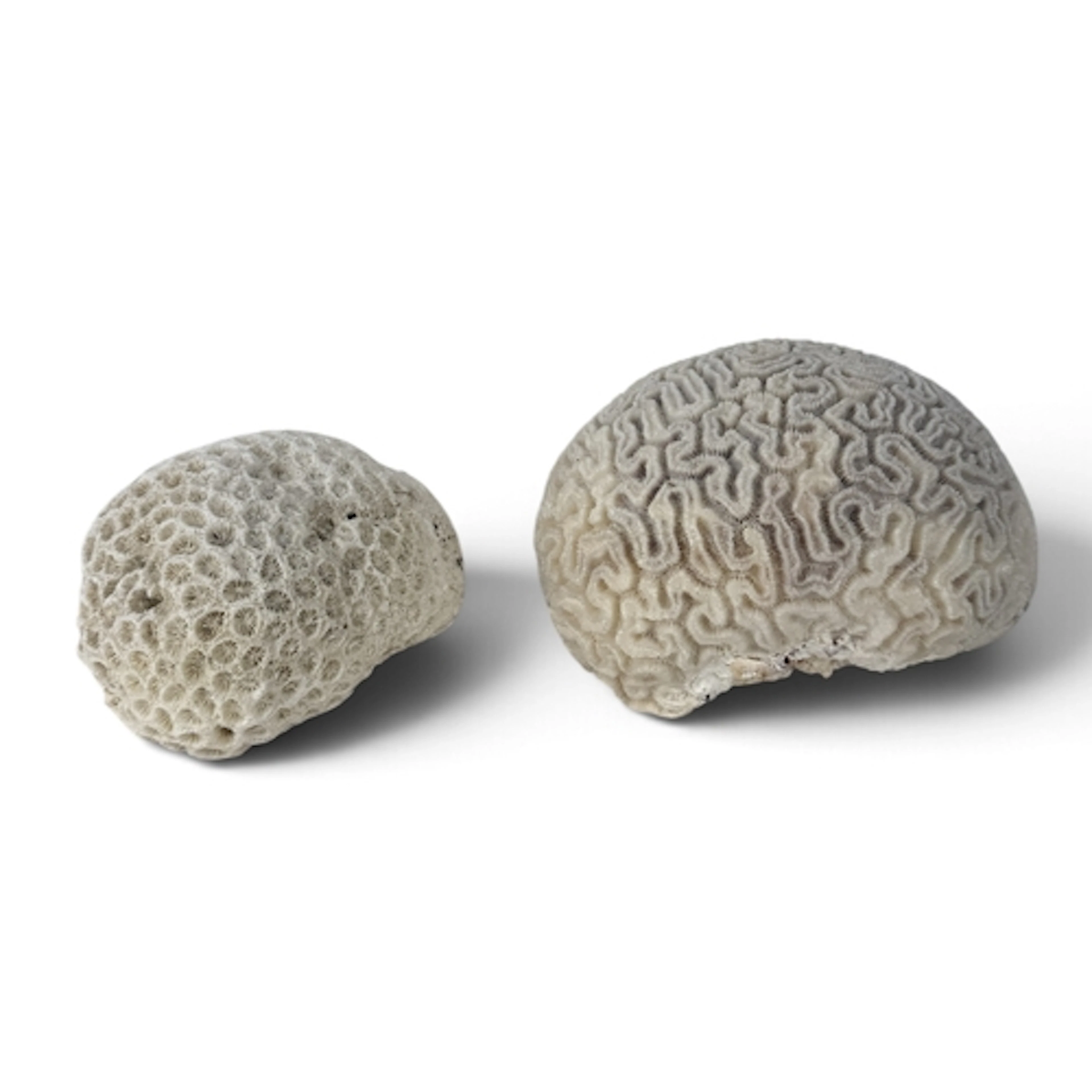 TWO BRAIN CORAL 16cm W
