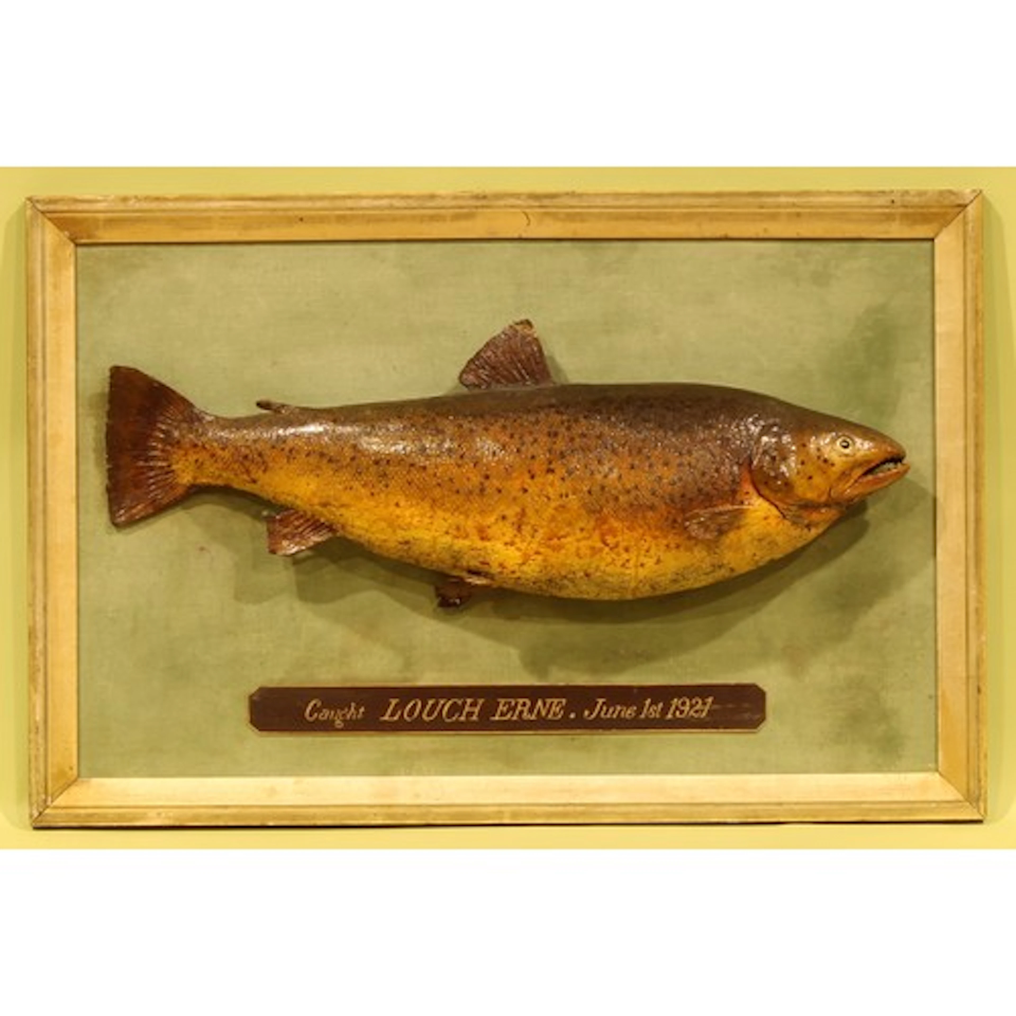 Taxidermy - a brown trout (Salmo trutta), mounted on a board...
