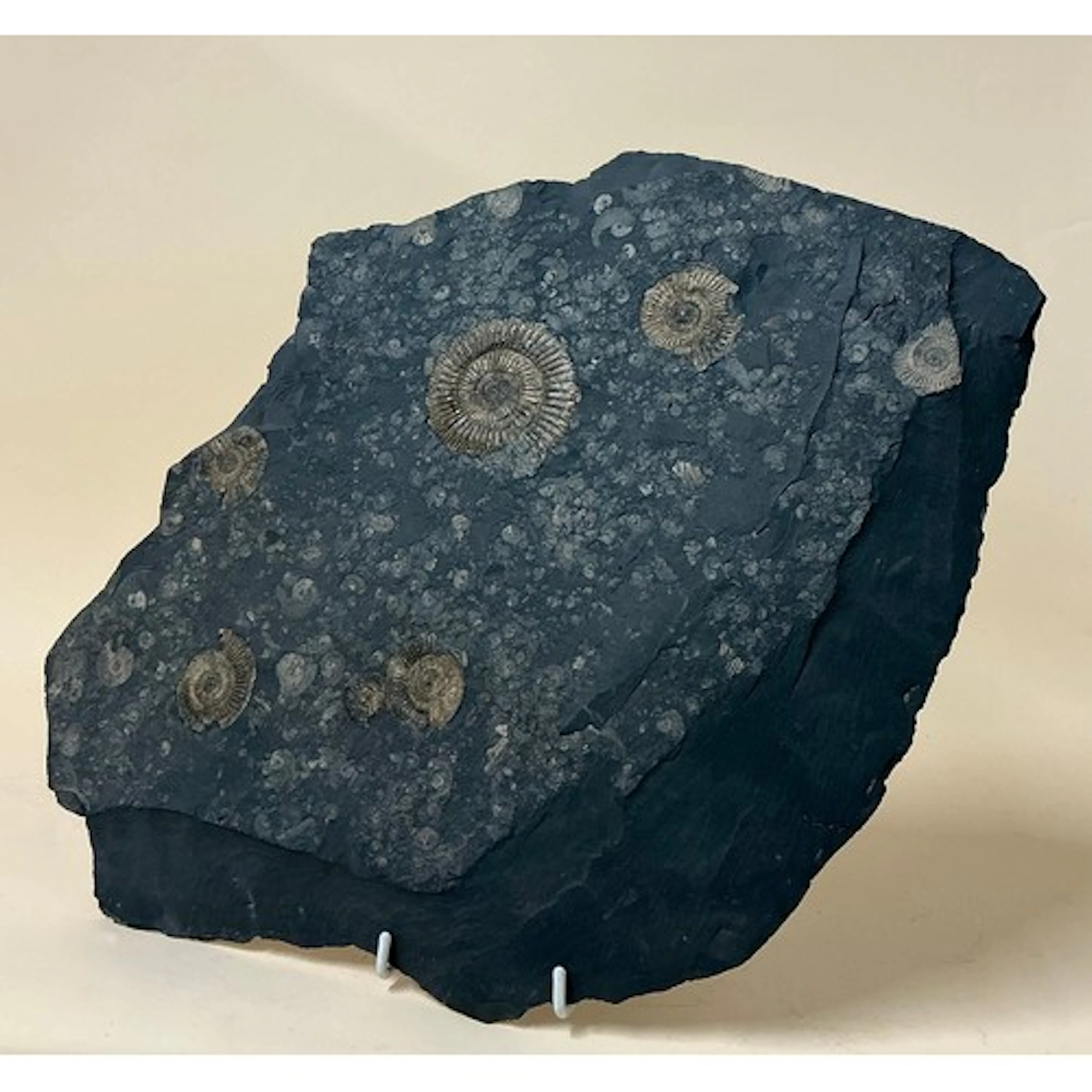 An Upper Lias, Lower Jurassic ammonite cluster (Dactyliocera...