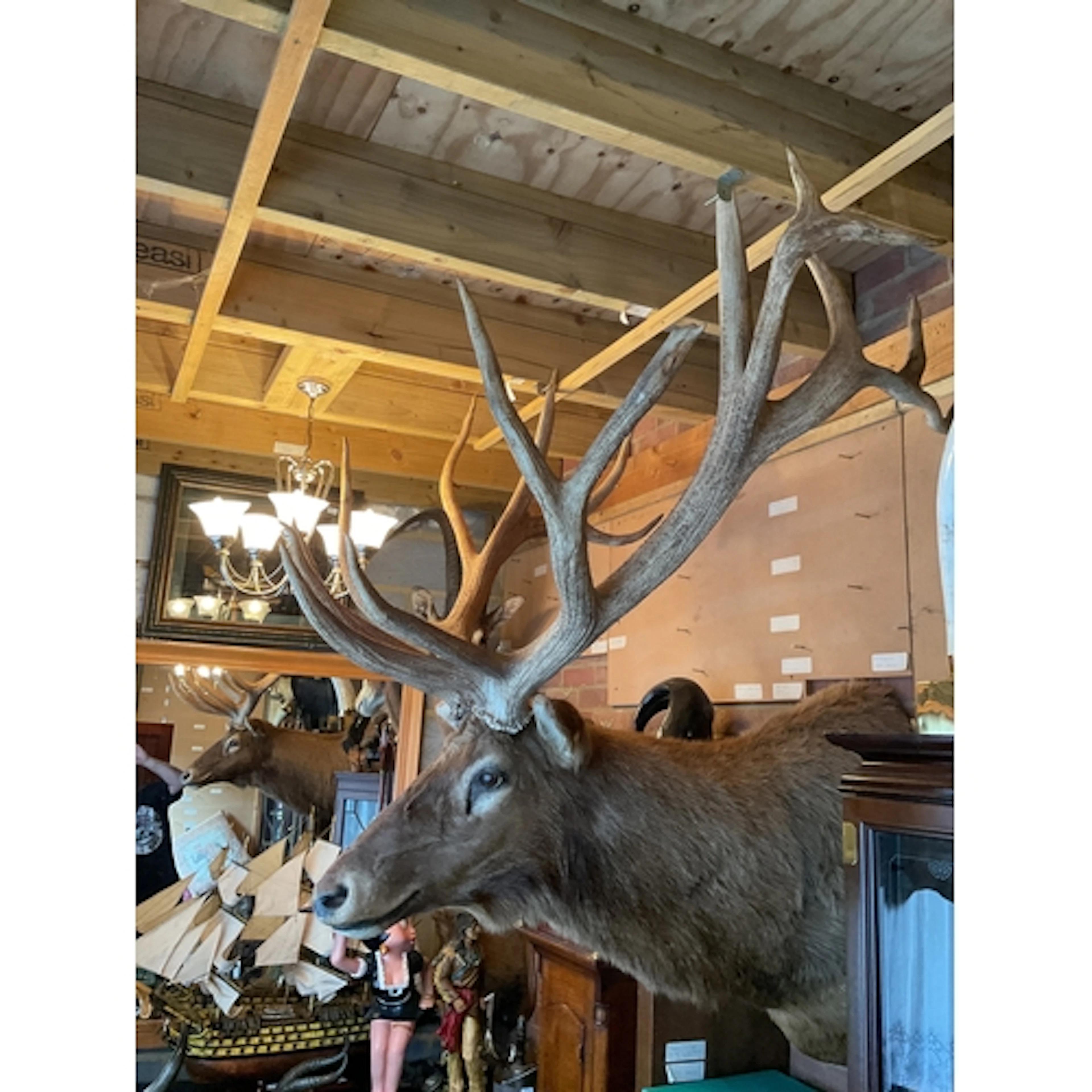 Taxidermy of a huge 20 pointer elk.