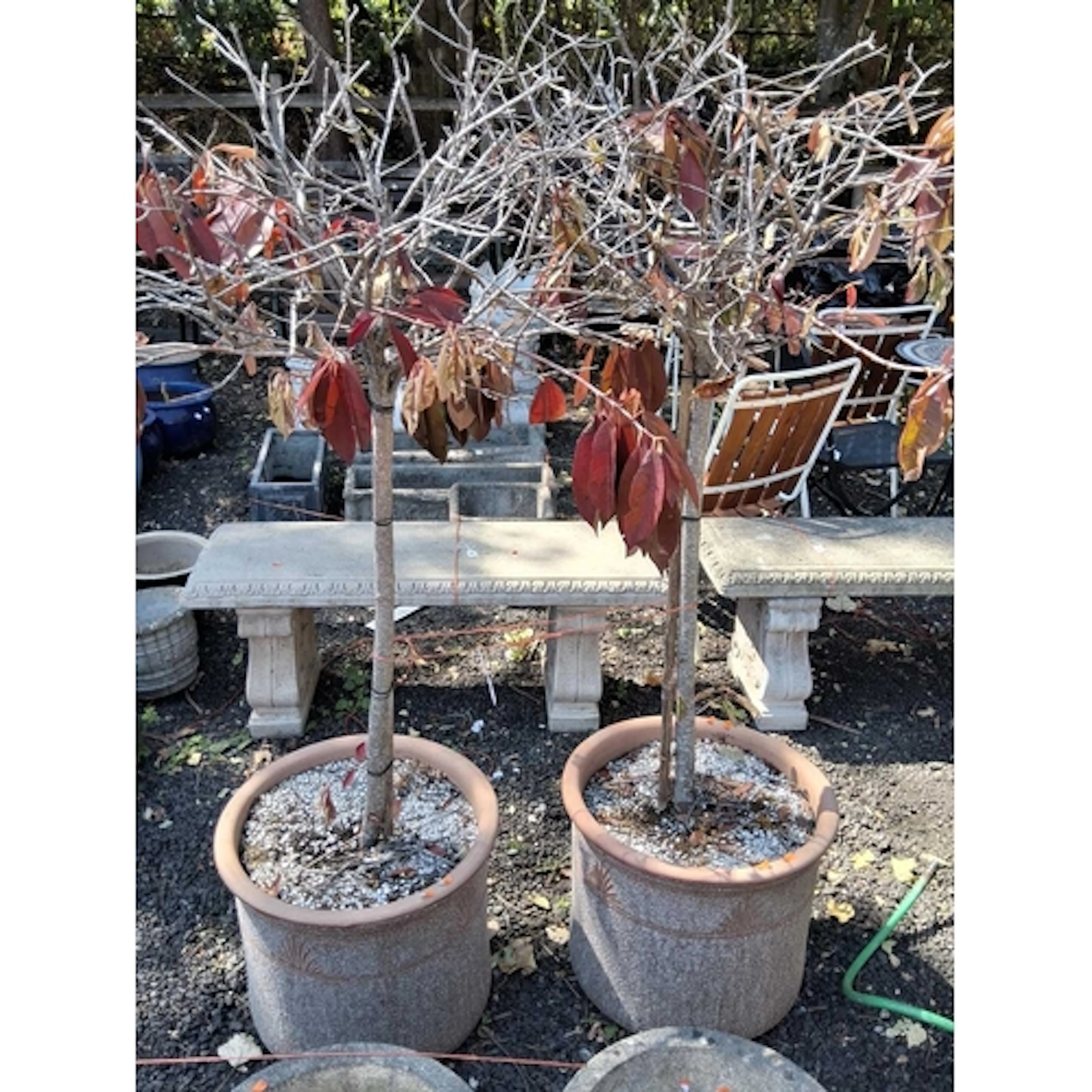 A PAIR OF PATTERNED TERRACOTTA CYLINDRICAL GARDEN PLANTERS, ...