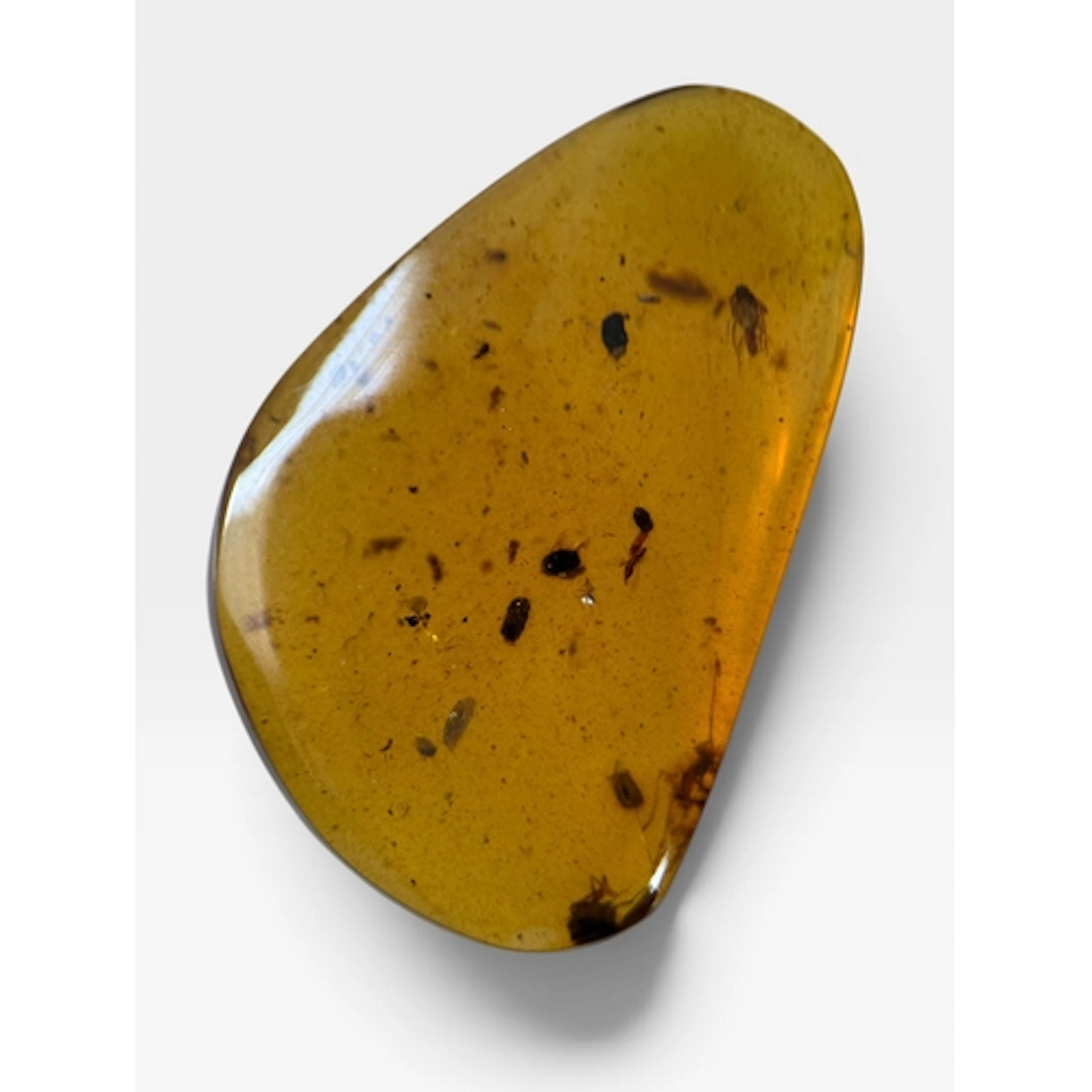 MULTIPLE UNKNOWN INSECT FOSSILS IN AMBER Multiple unknown fo...