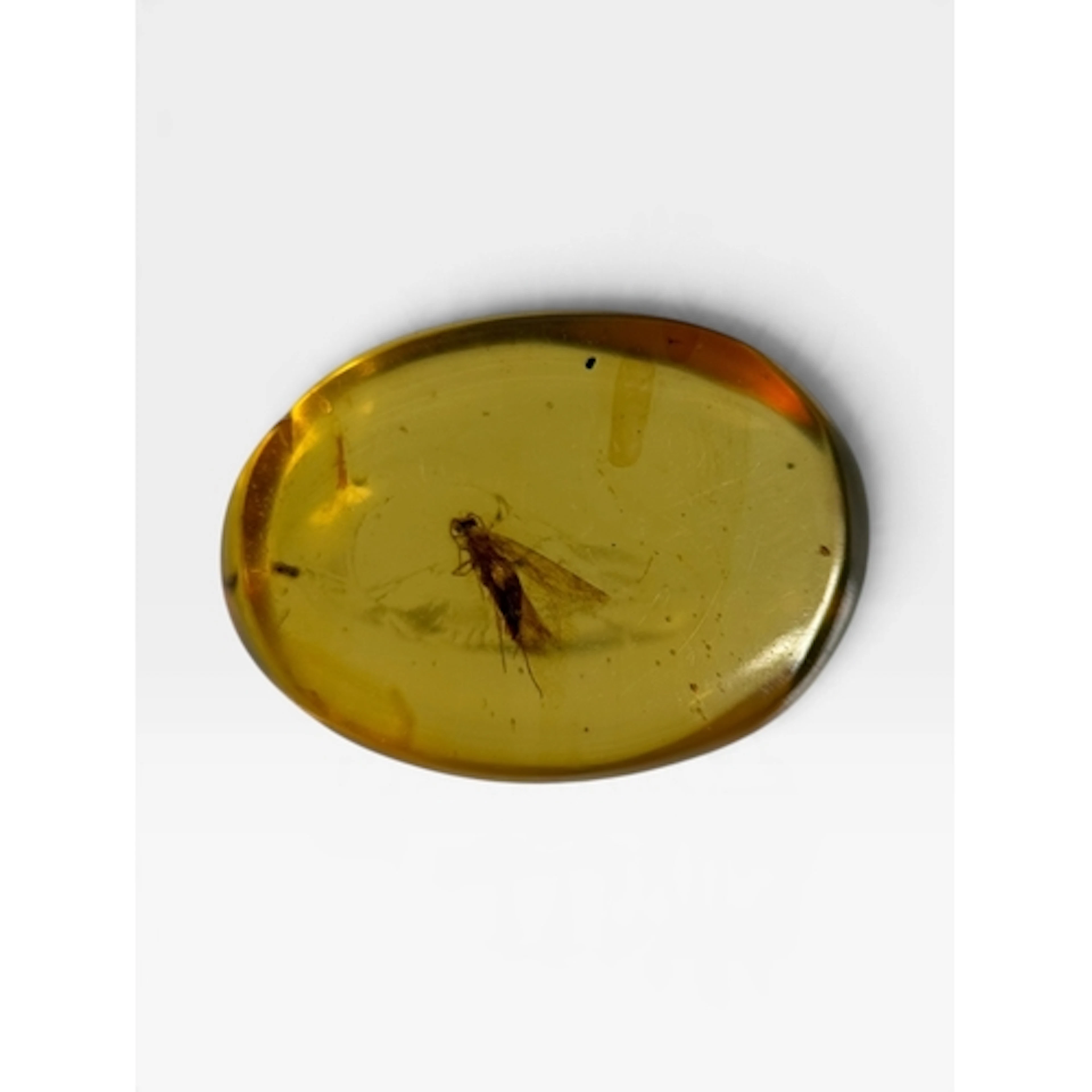 A FLYING INSECT FOSSIL IN AMBER A highly detailed flying ins...