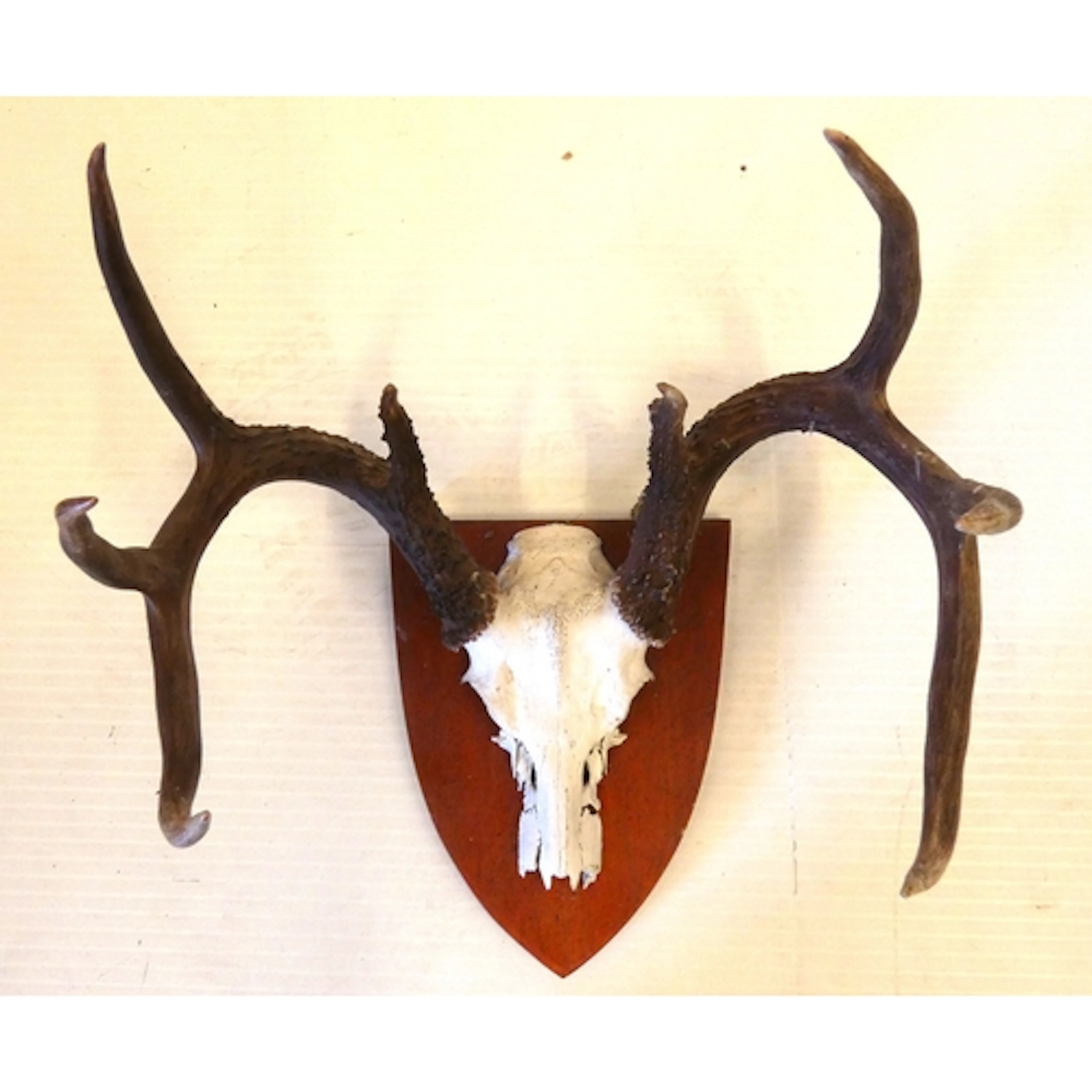 Set of taxidermy deer antlers with skull, on a shield shaped...