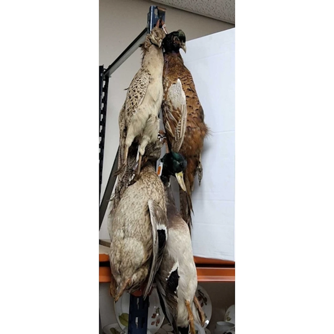 A HANGING TAXIDERMY BRACE OF GAME BIRDS, to include four bir...