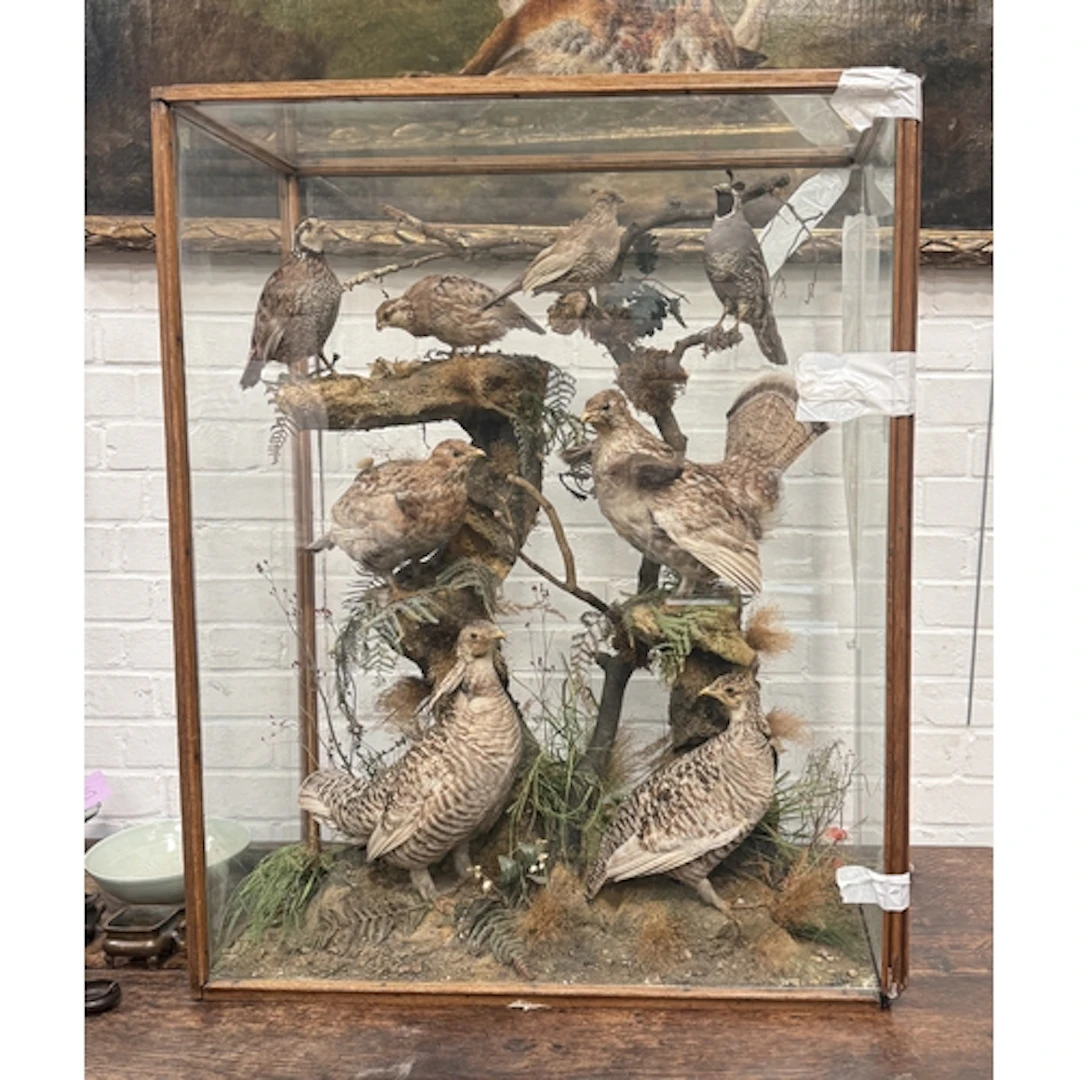 AN EARLY 20TH CENTURY CASE OF TAXIDERMY BIRDS, INCLUDING TWO...