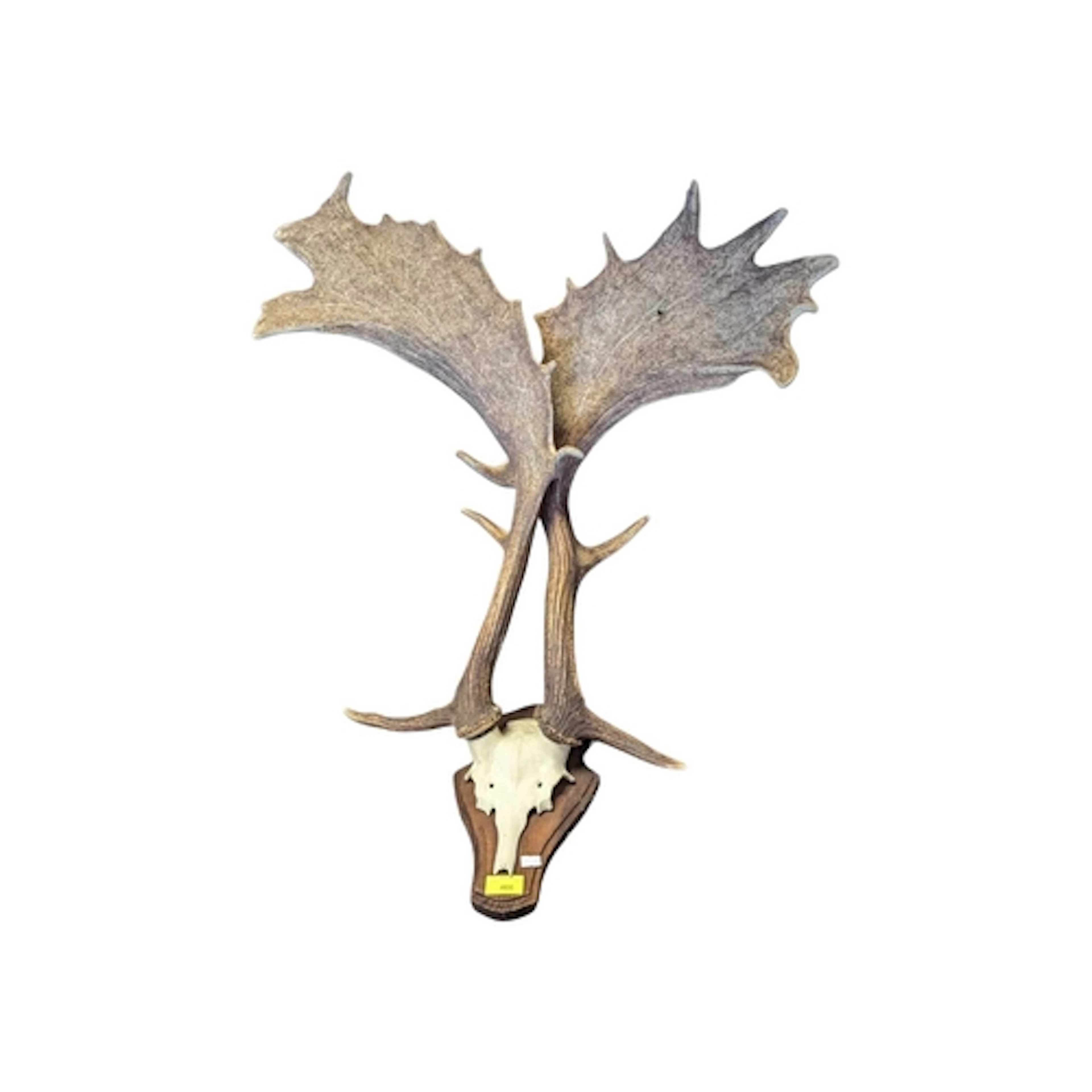 A vintage pair of Taxidermy deer resin antlers. Mounted on a...