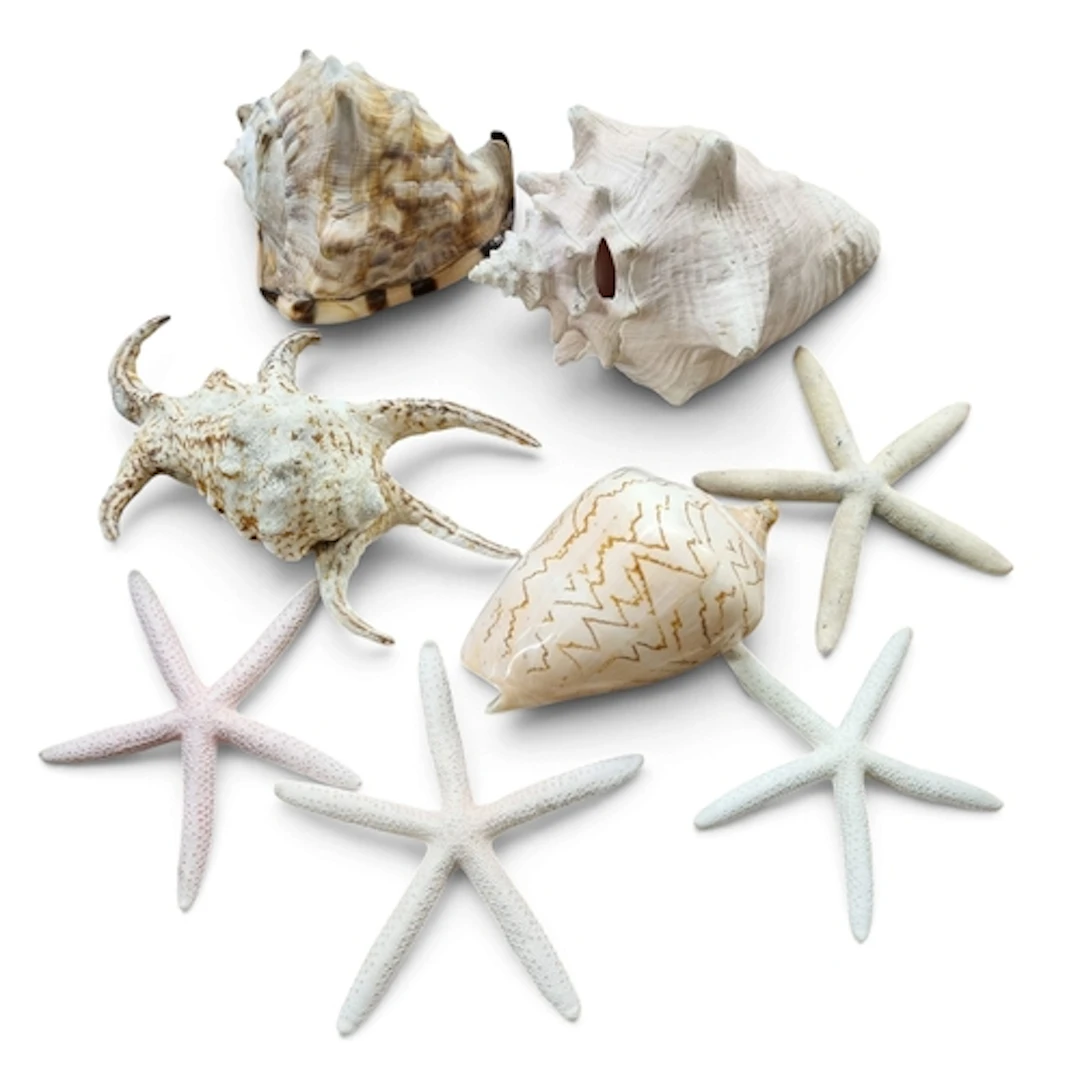 A collection of natural Sea Shells and Starfish.