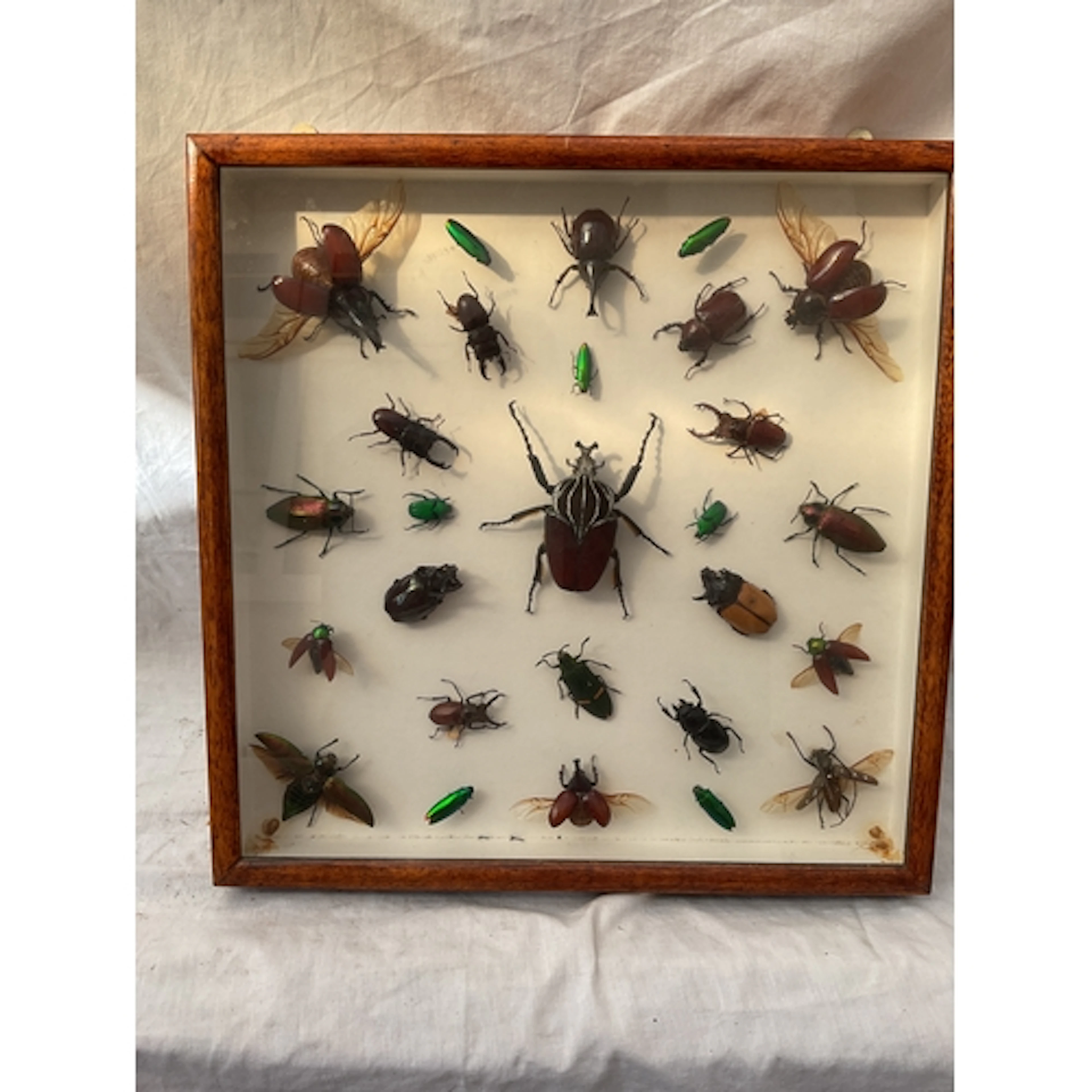 Cased taxidermy of large beetles.
