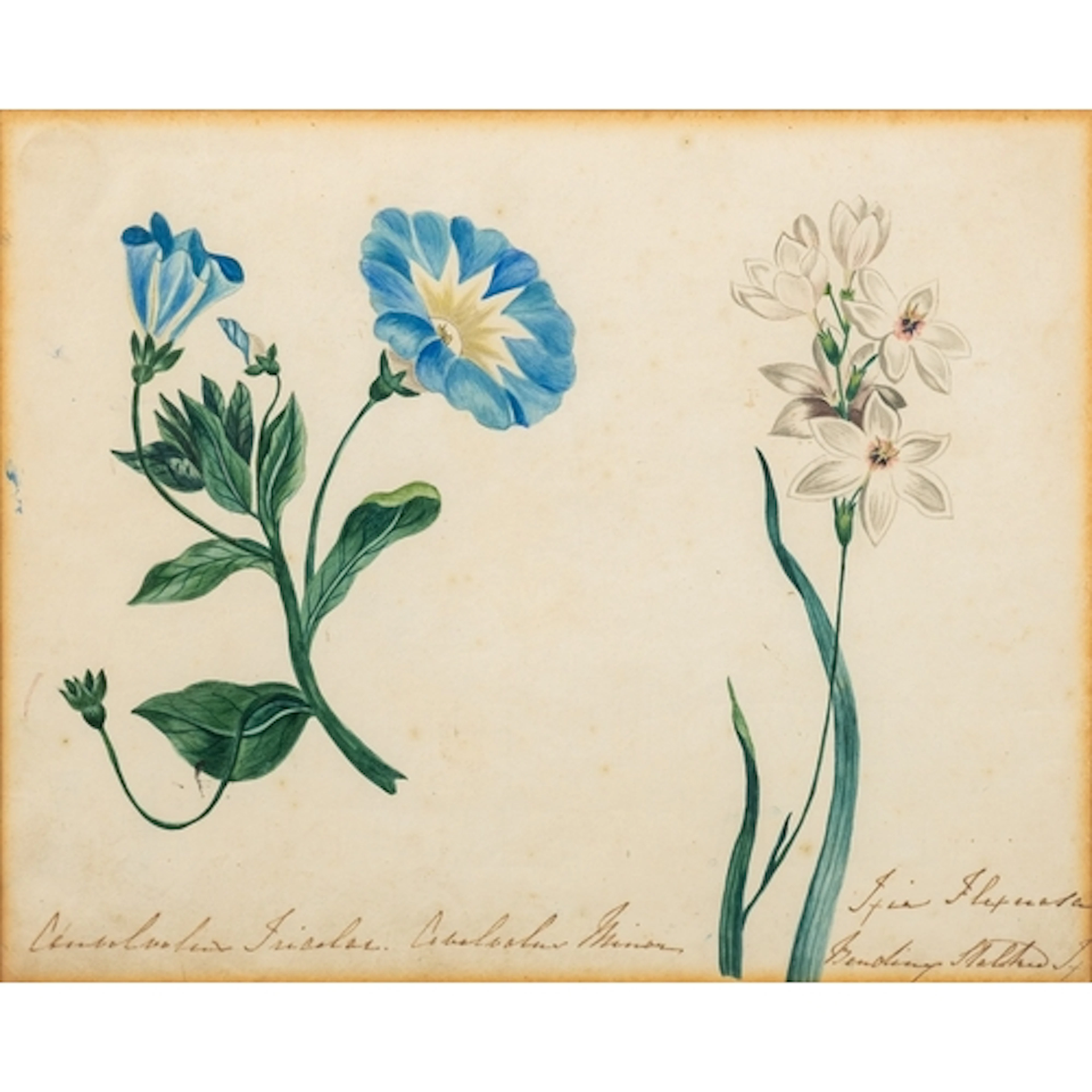 19th Century British school - A group of five botanical ill...