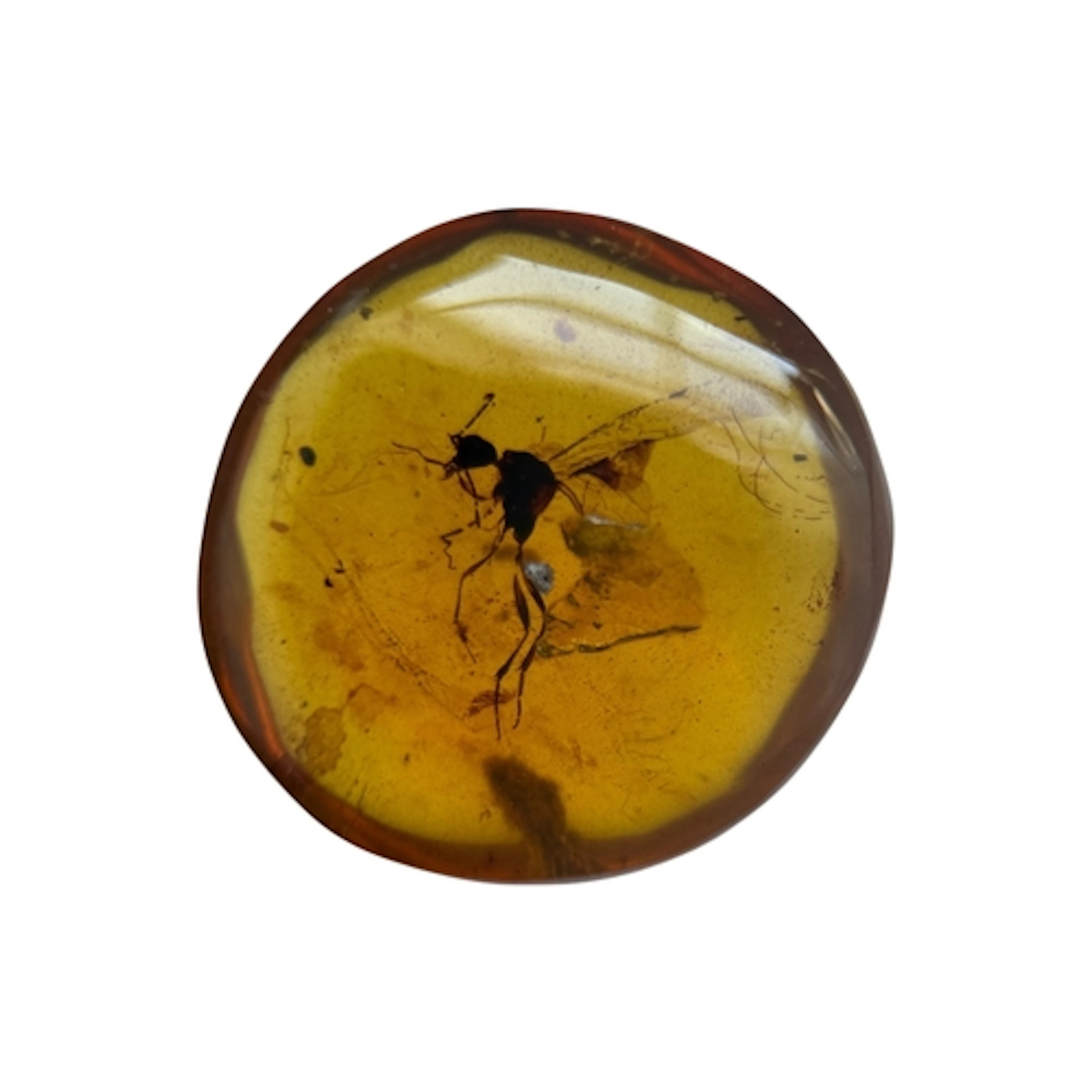 A MOSQUITO INSECT FOSSIL IN AMBER A highly detailed mosquito...