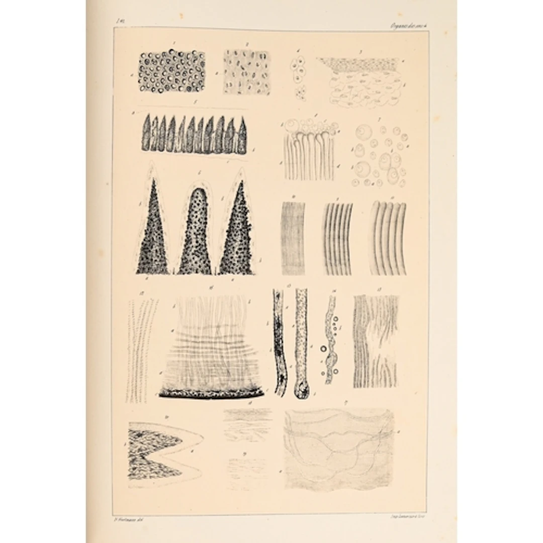 Mandl (Louis), Anatomie Microscopique, volume I (complete in...