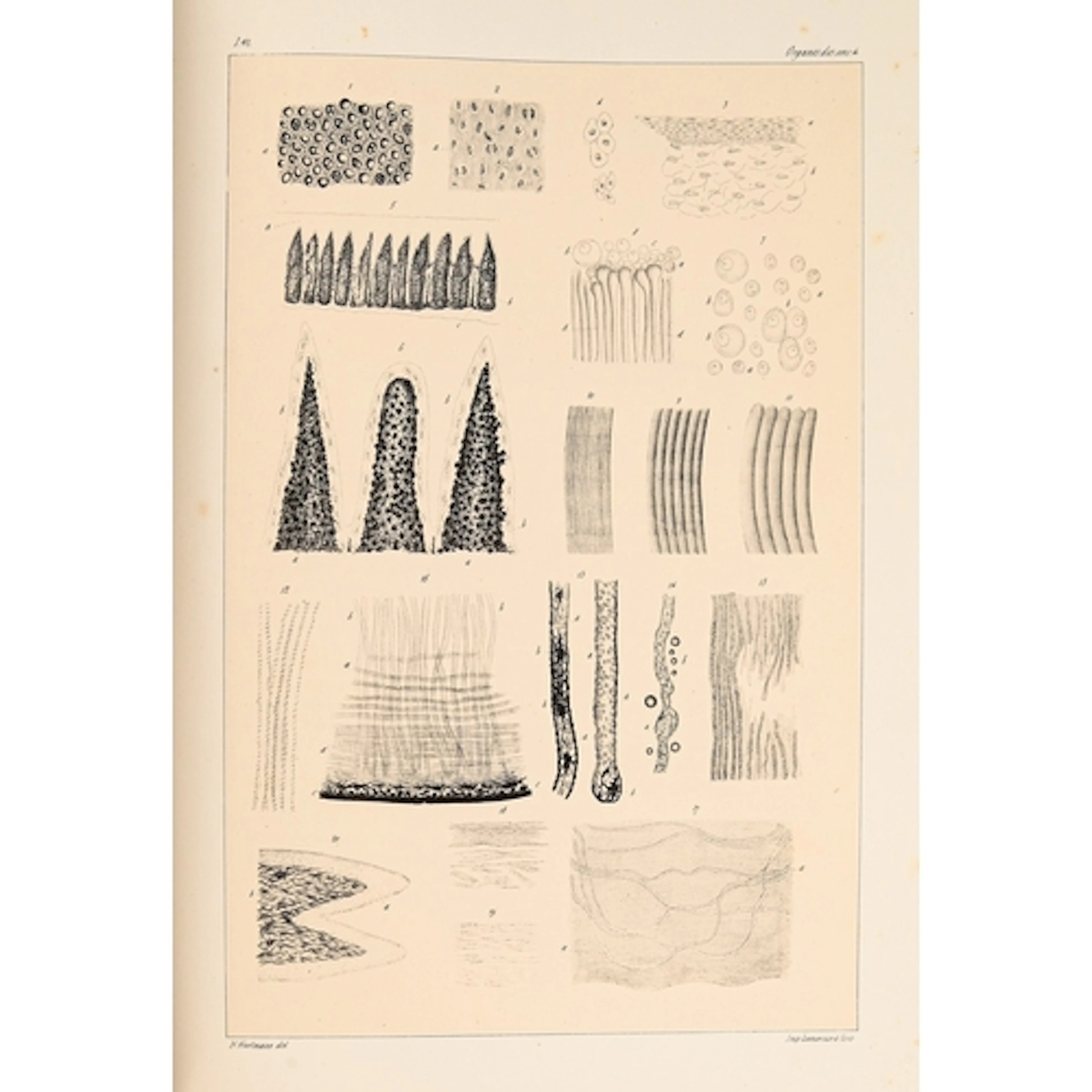 Mandl (Louis), Anatomie Microscopique, volume I (complete in...