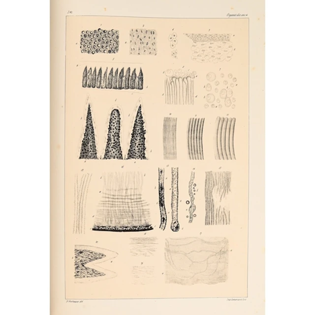Mandl (Louis), Anatomie Microscopique, volume I (complete in...