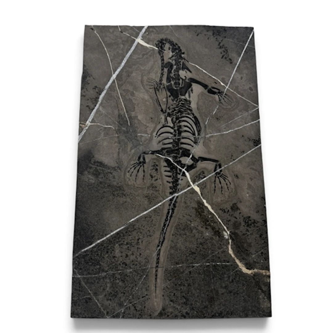 A FOSSIL MALE KEICHOSAURUS SKELETON Triassic era marine rept...