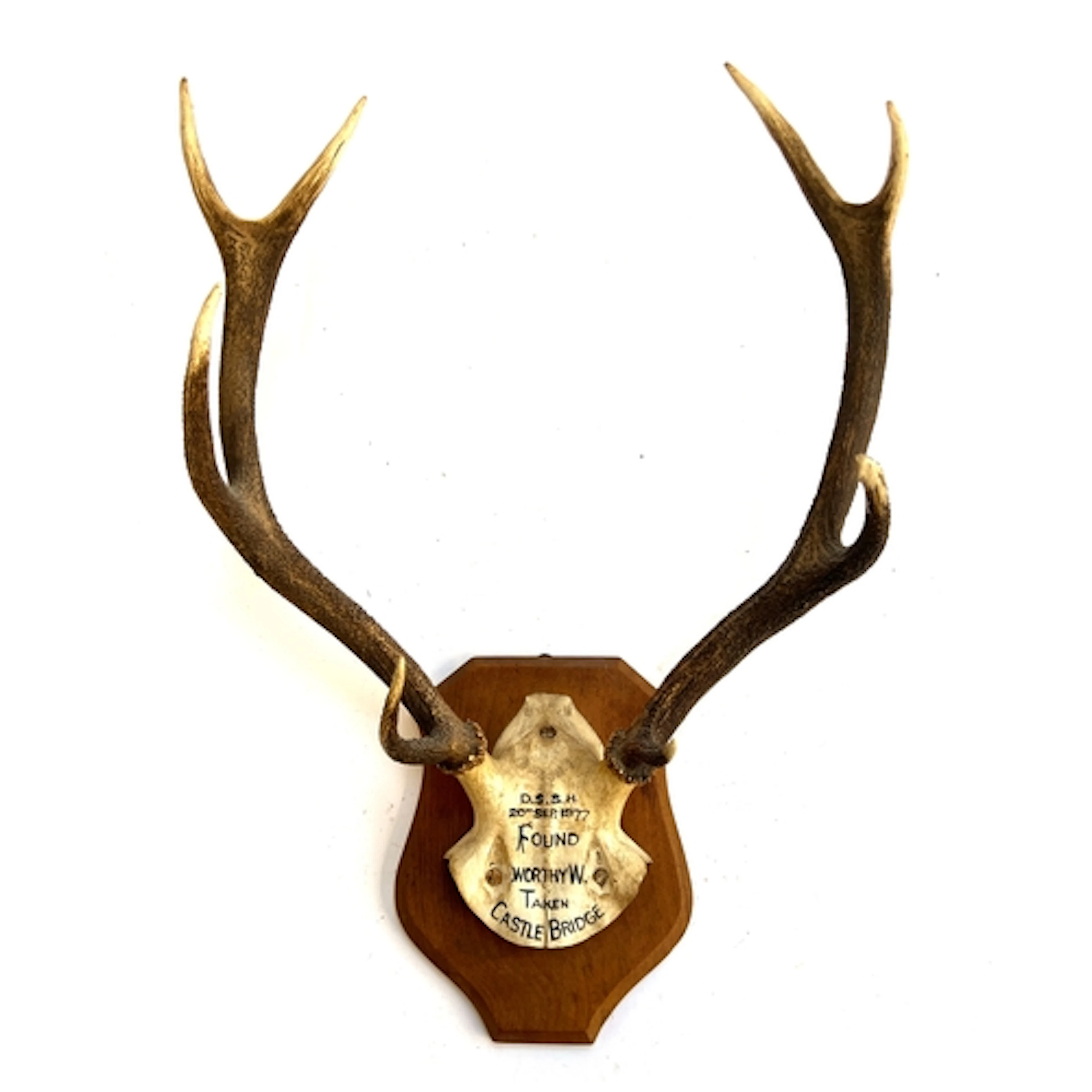 A pair of eight point antlers, DSSH 1977, 24cmW point to poi...