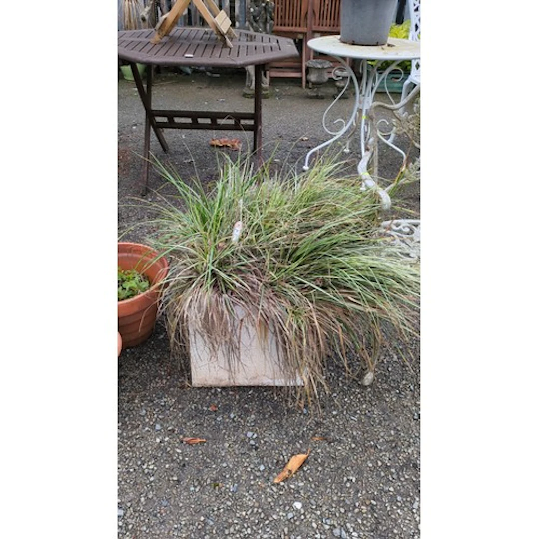 Concrete square planter containing variegated ornamental gra...