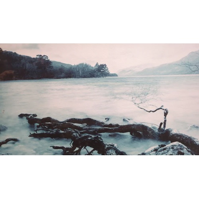 Colour photographic print, ‘Natural Selection II’ — fallen b...