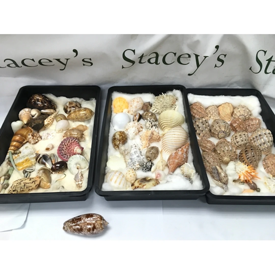 assorted collection of natural marine seashells, including s...