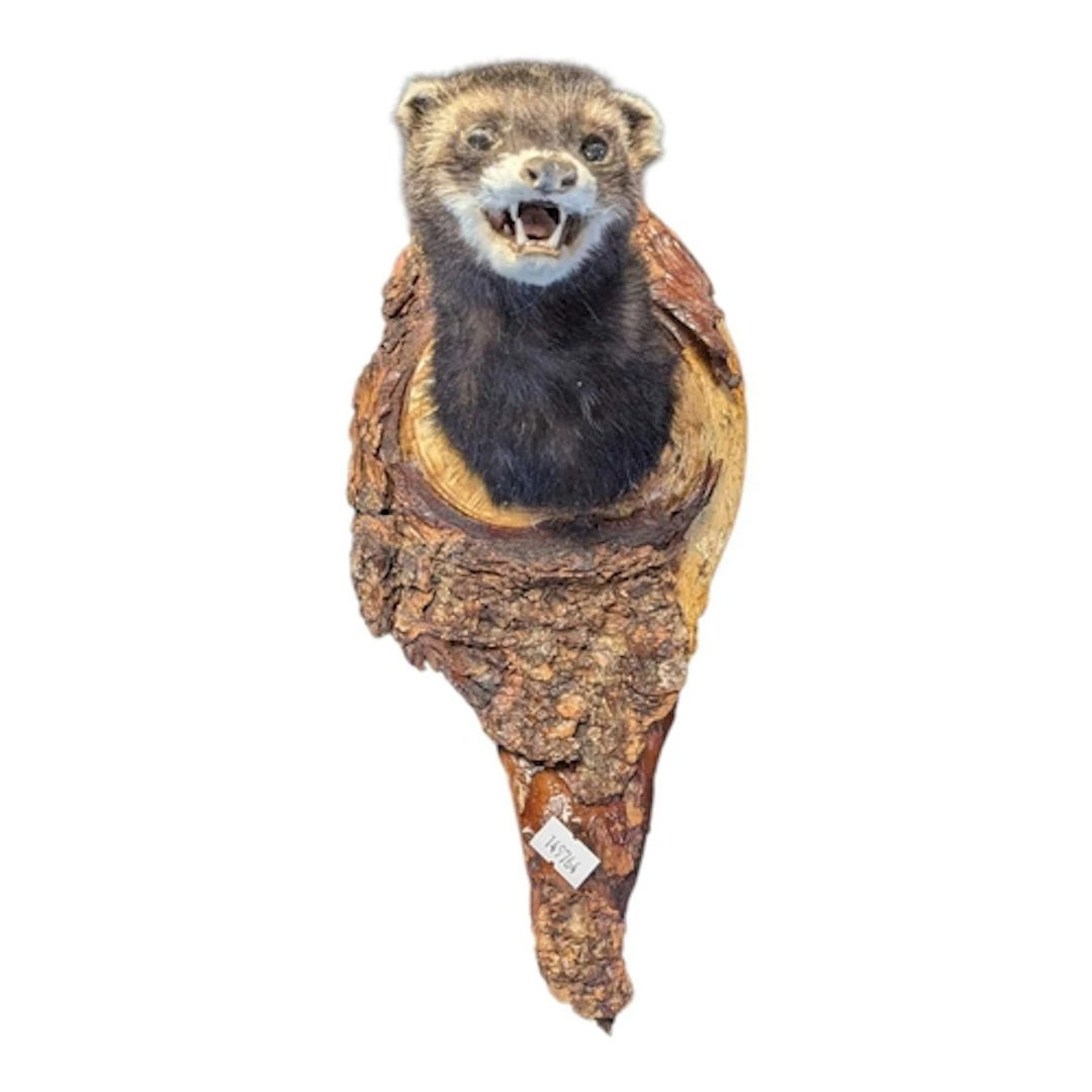 Natural History - A vintage 20th century taxidermy polecat b...