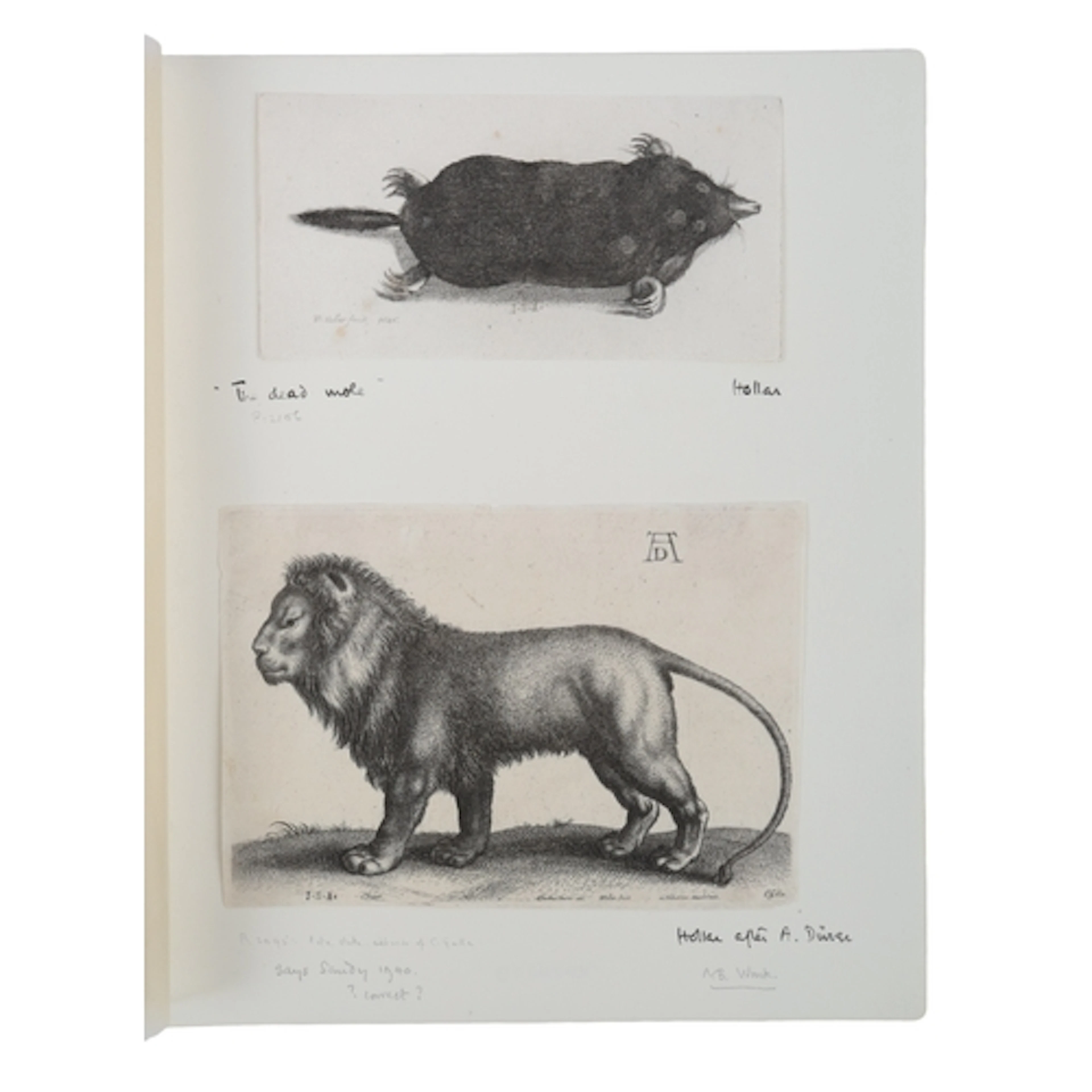 Wenceslaus Hollar (Czech, 1607-1677) 'Dead Mole' 1646, sign...