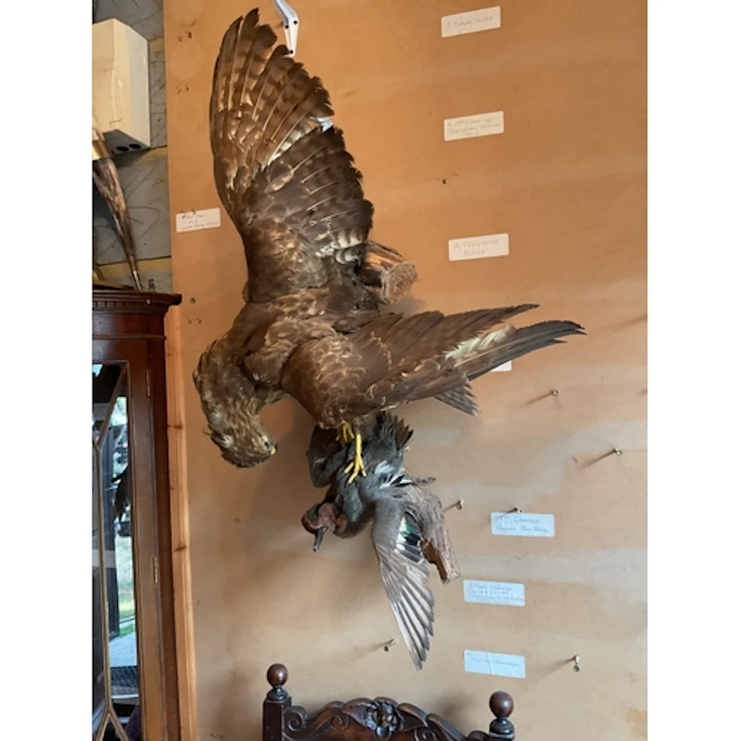 Taxidermy of bird and Duck.