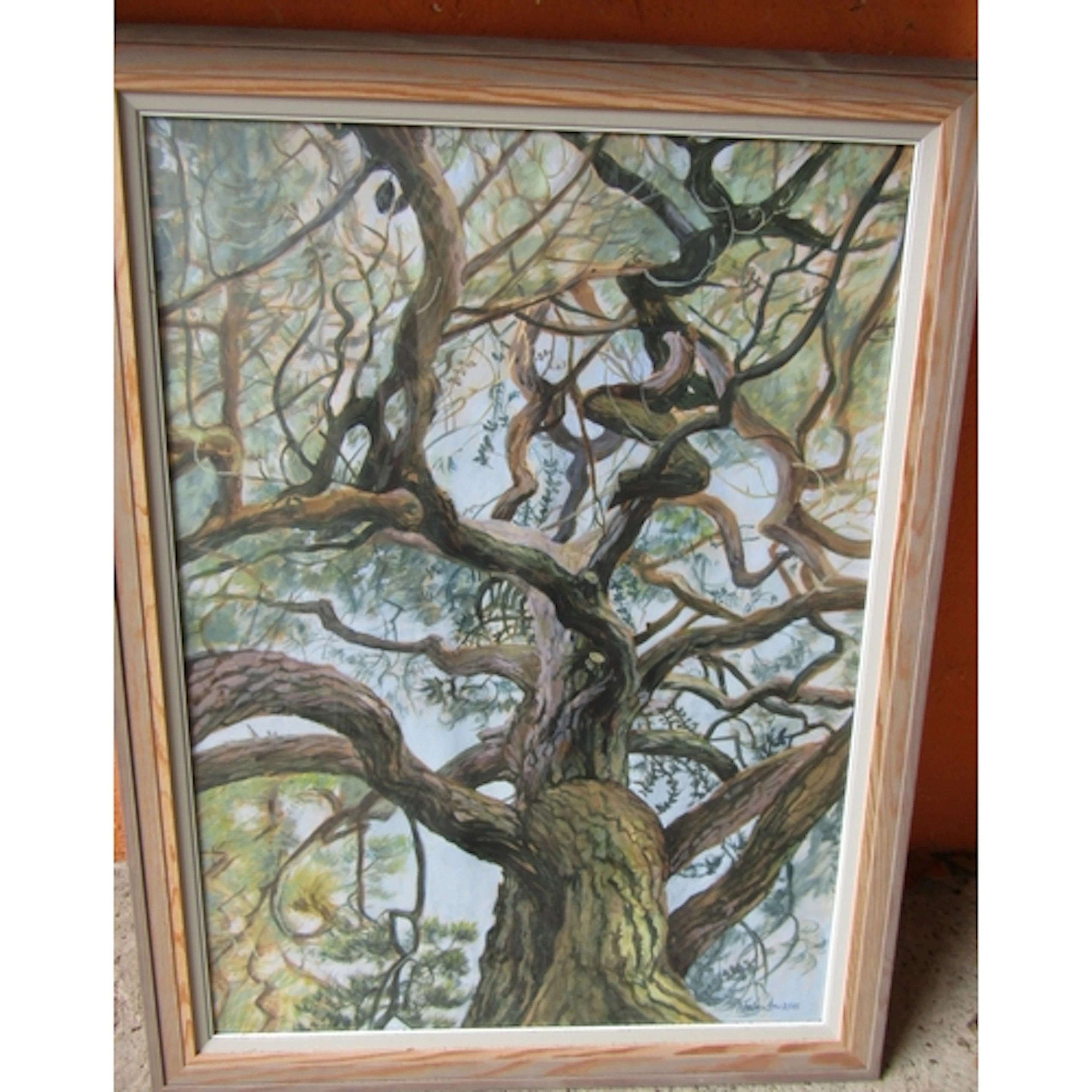 Atlanta Pollock Monterey Pine Headfort Estate Meath Oil on P...