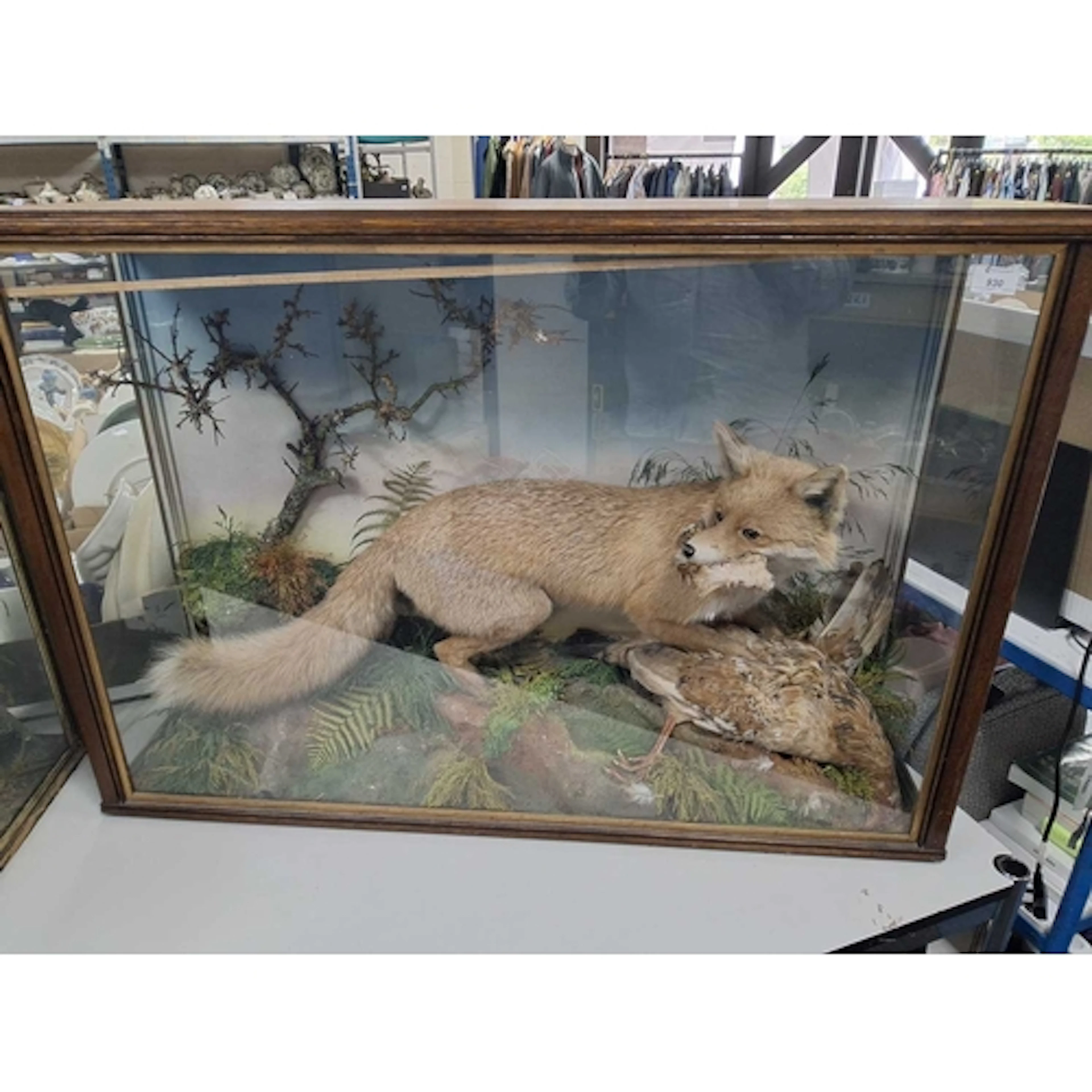 A LARGE CASED TAXIDERMY FOX, CIRCA EARLY 20TH CENTURY, stage...