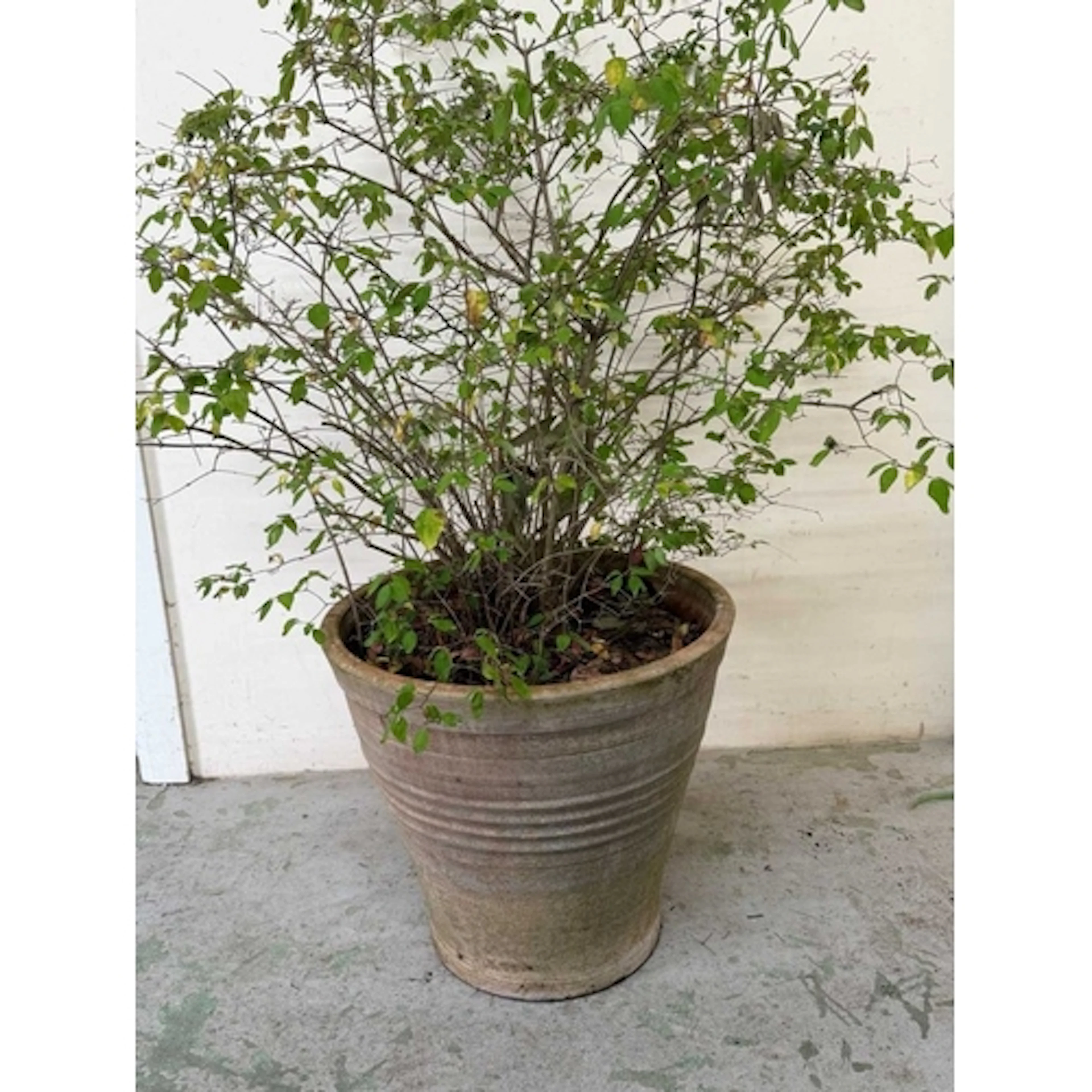 Terracotta planter with ring detail H50cm