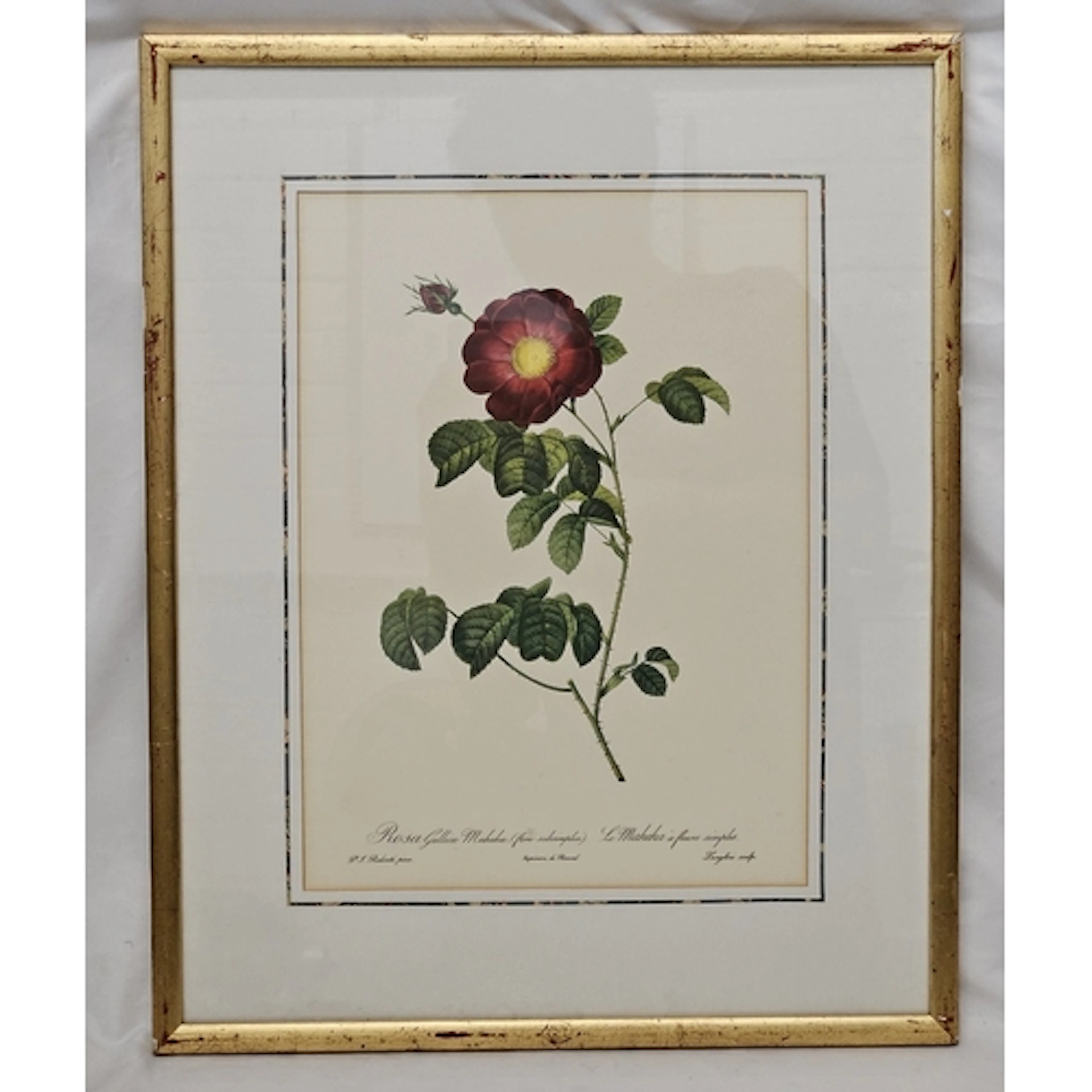 F/g Print Botanical Illustration entitled 'Rosa Gallica Mahe...