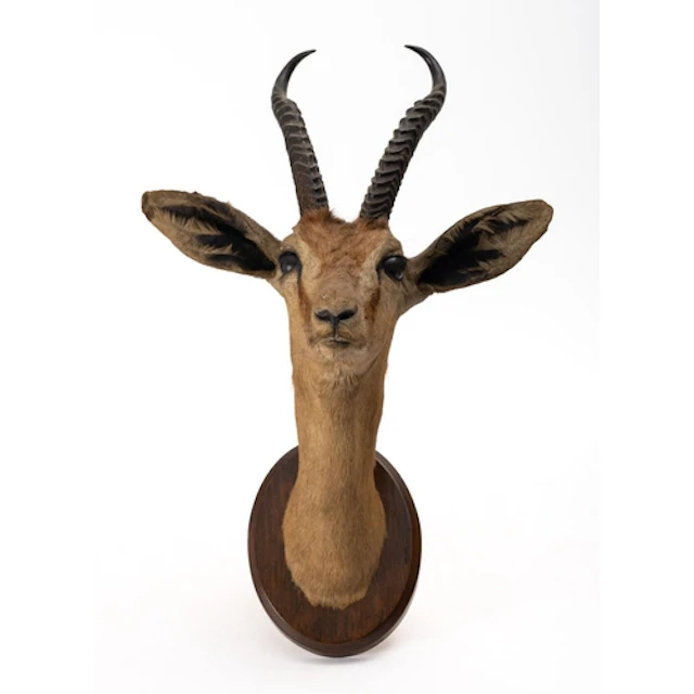 A group of three taxidermy Dorcus gazelle shoulder mounts. U...