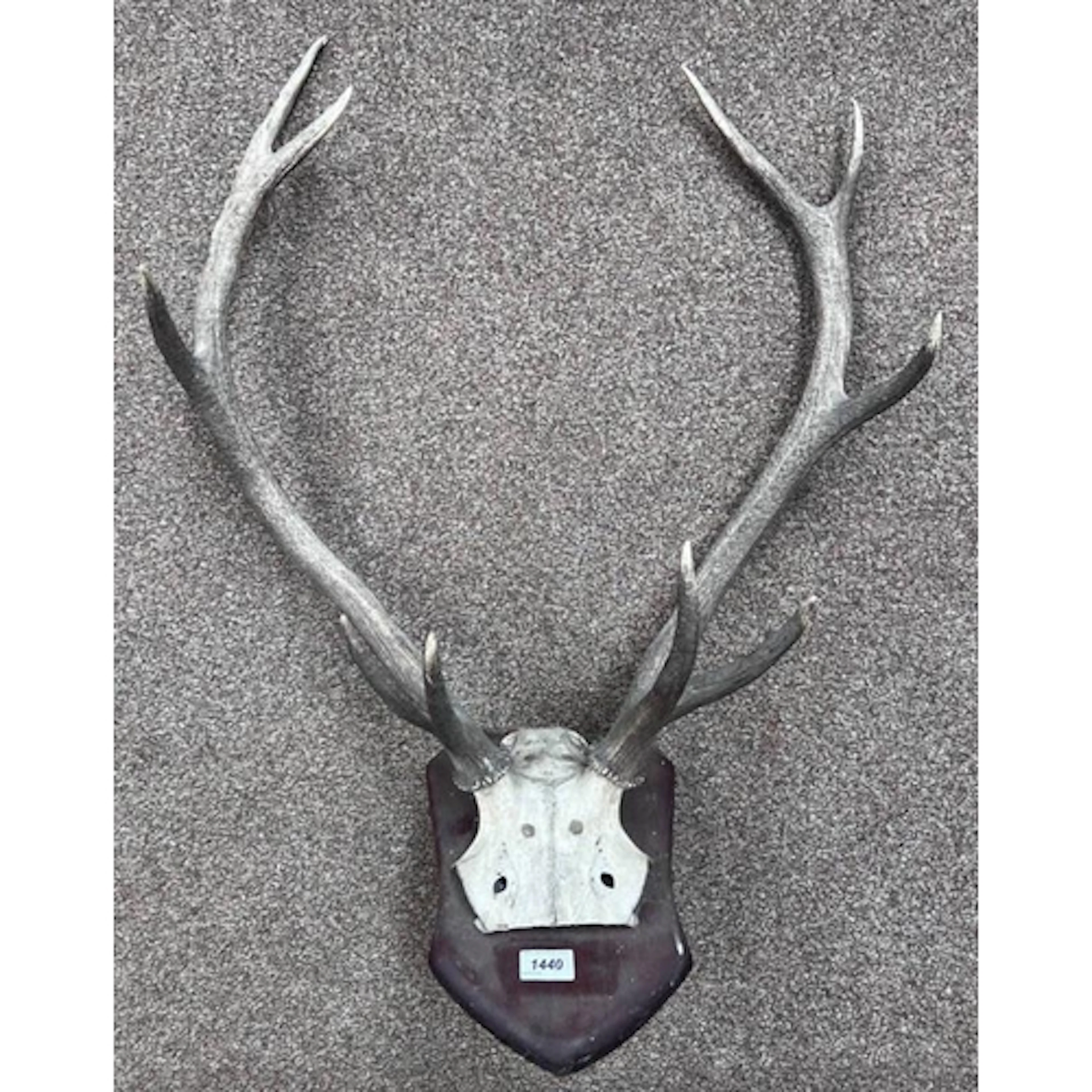 10 POINT STAGS ANTLERS ON SKULL ON WOODEN WALL SHIELD, 60CM ...