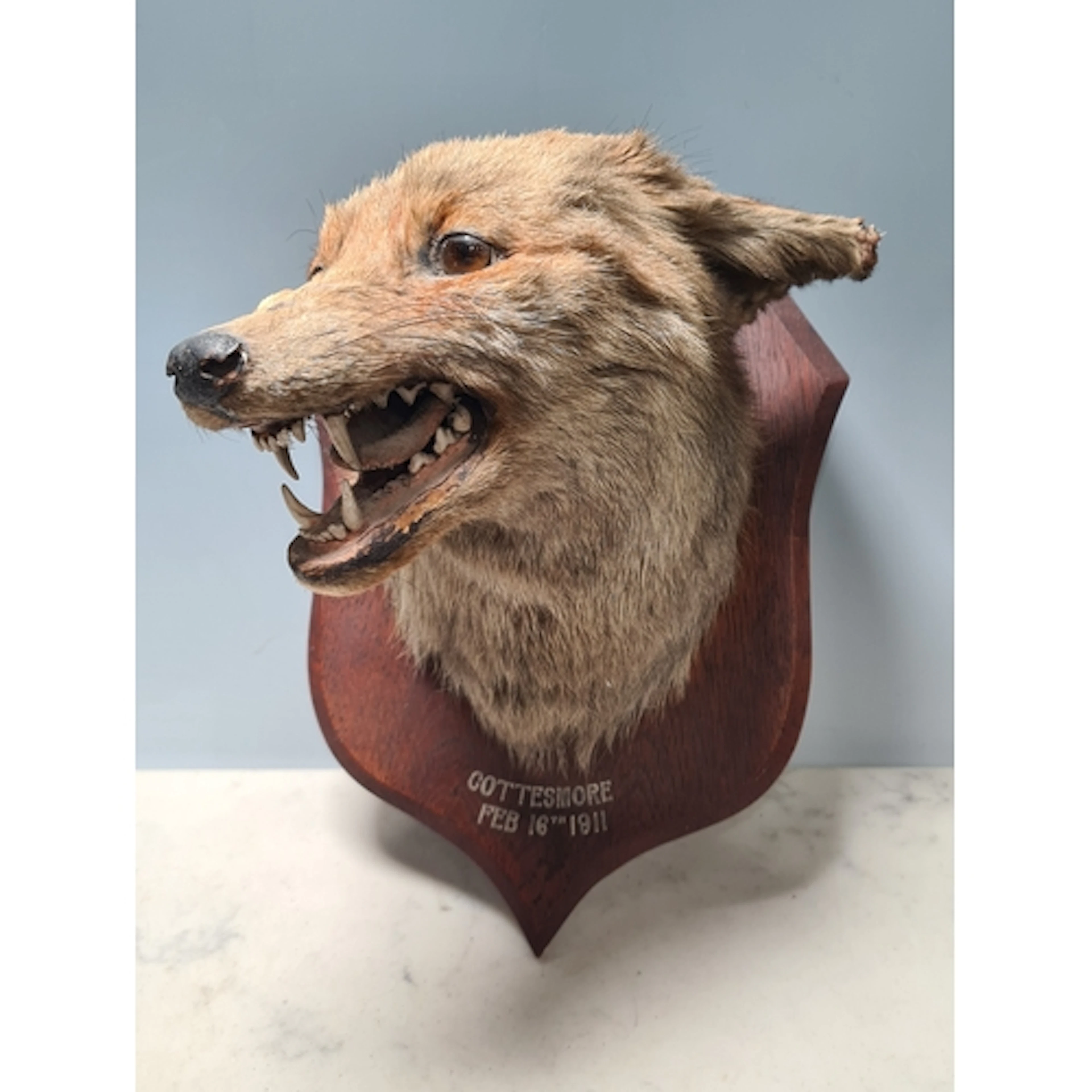 An antique taxidermy Fox Mask on oak shield stamped Peter Sp...