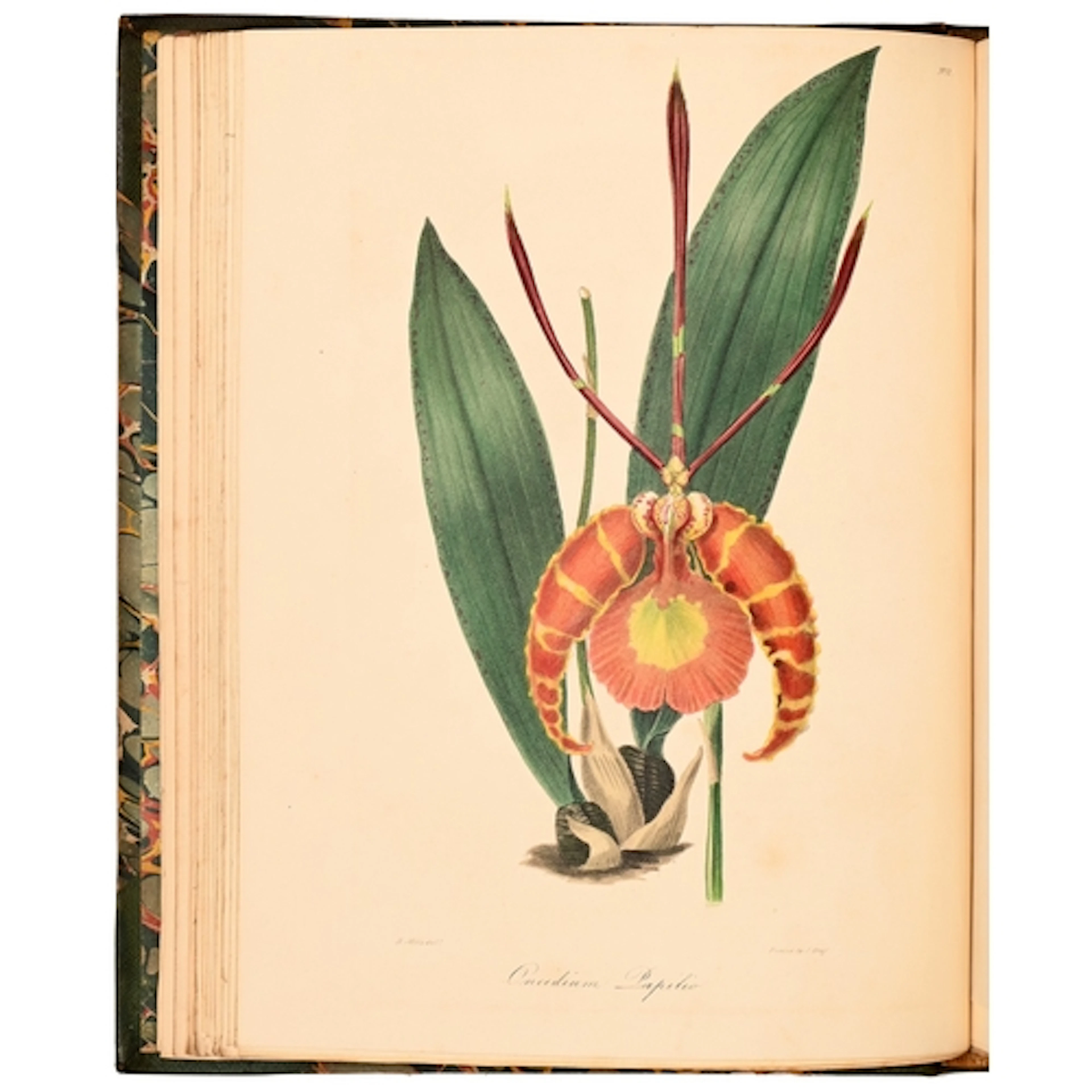 Botany. Knowles (G.B., MRCS, FLS, &c) & Westcott (Fr...