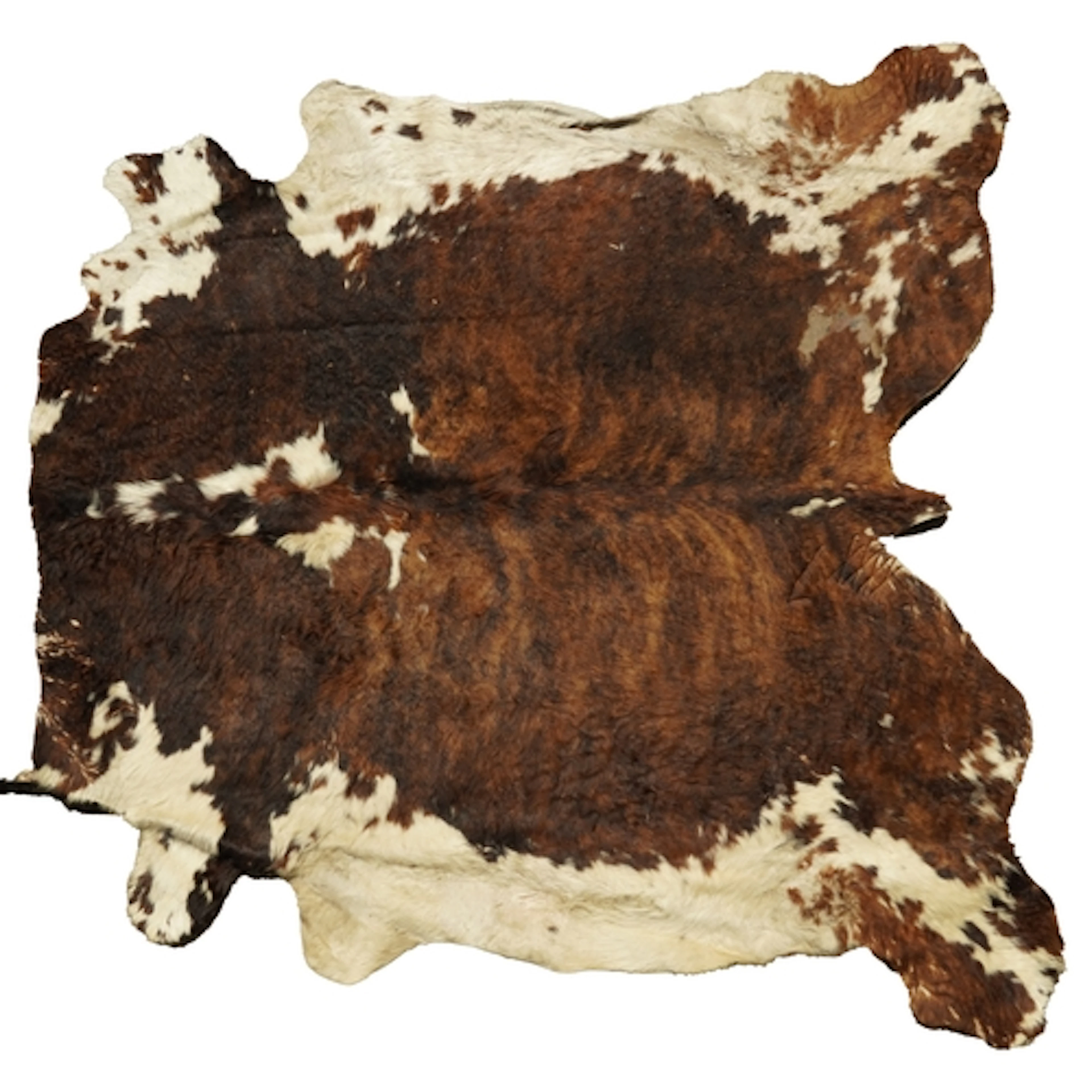 Taxidermy interest cow hide rug, 227cm x 209cm