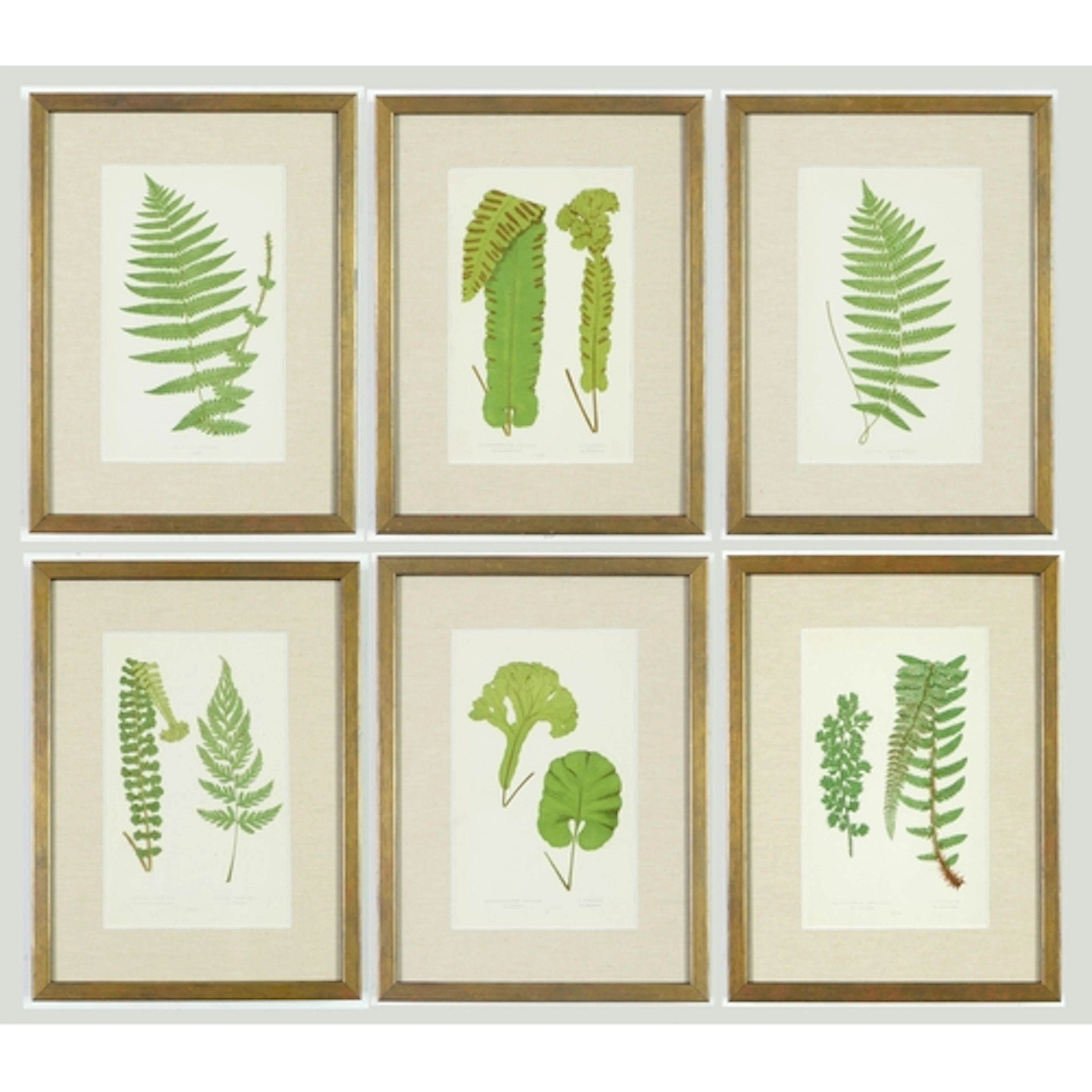 E. J. LOWE: A SET OF SIX FERNS, C.1860S 24.5cm x 14 cm each...