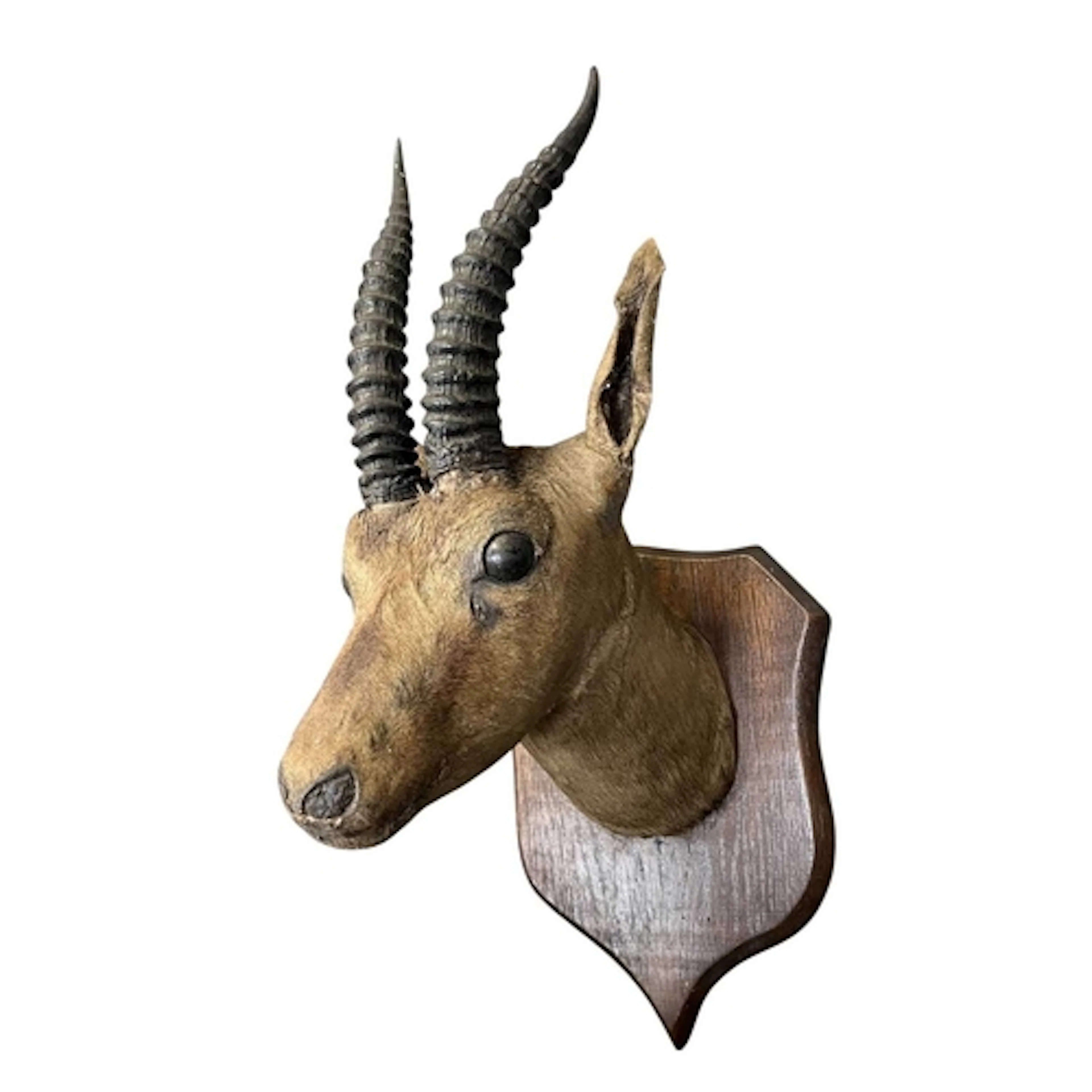 Of Natural History / Taxidermy Interest - A taxidermy Impala...