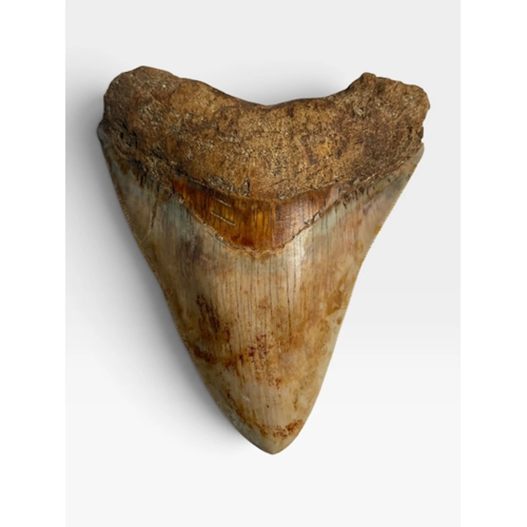 A MEGALODON SHARK TOOTH FOSSIL A fine example of a Megalodon...