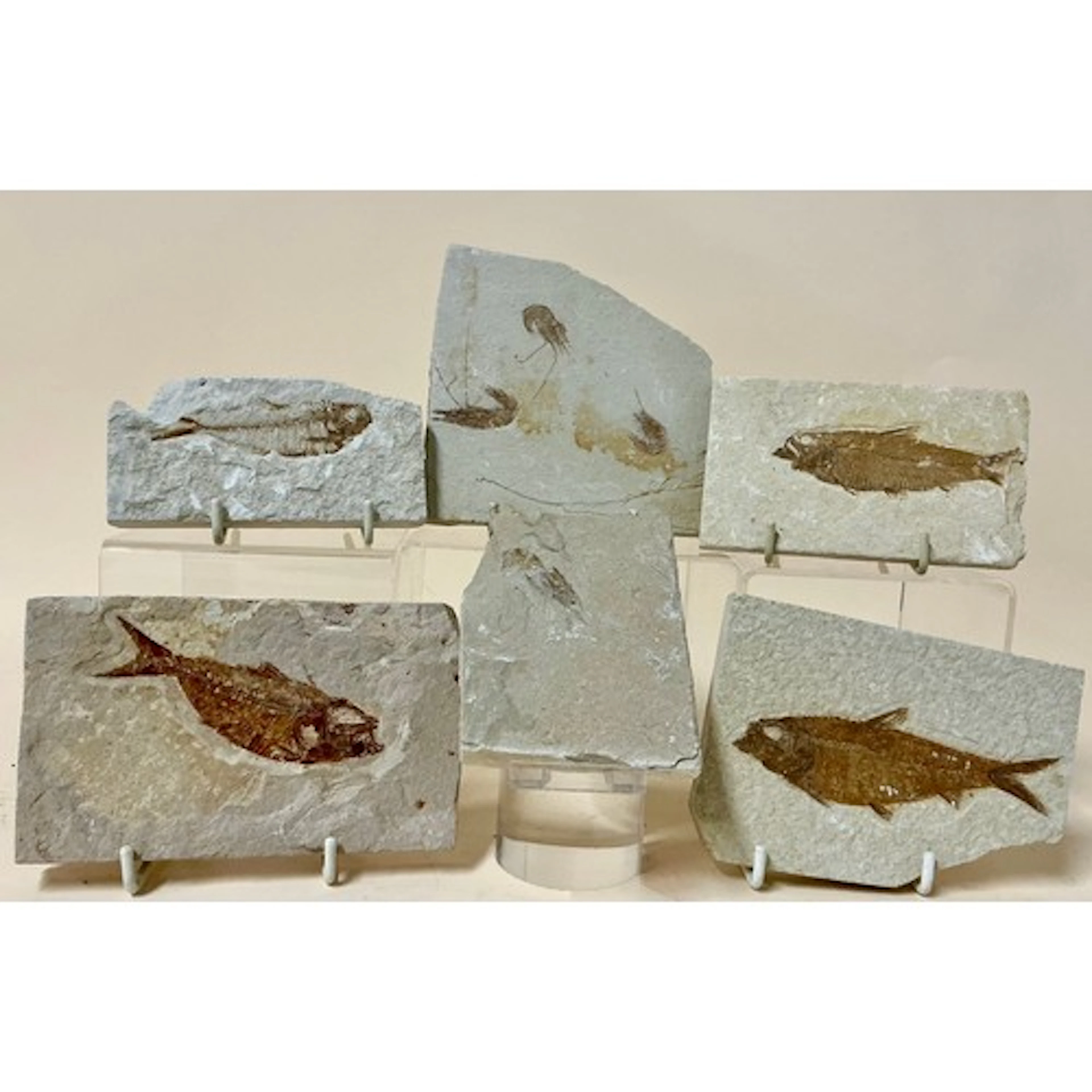 A swarm of three fossil shrimp (Carpopenaeus callirostris) ...