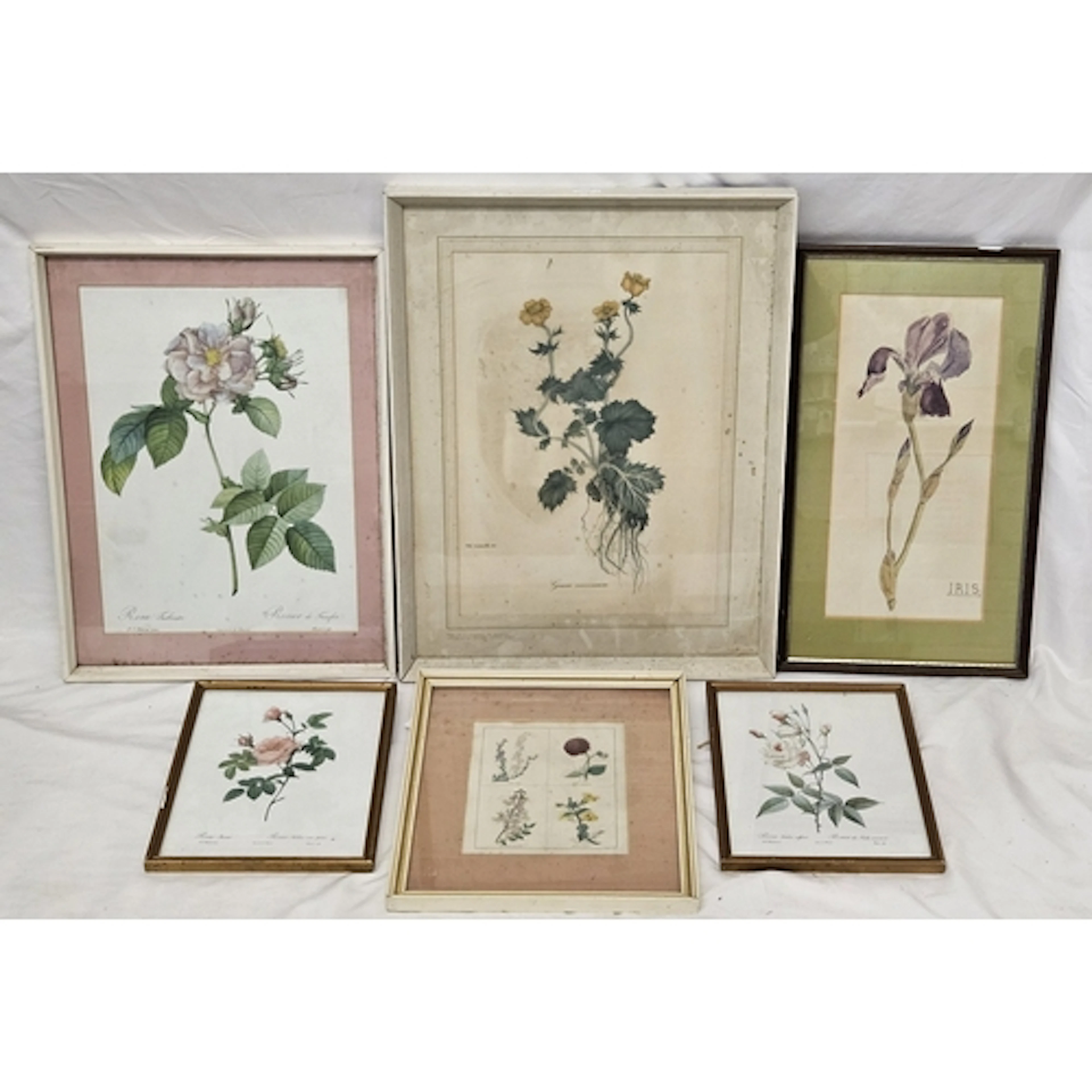 F/g Watercolour on Paper, iris & 5 F/g floral prints, larger...