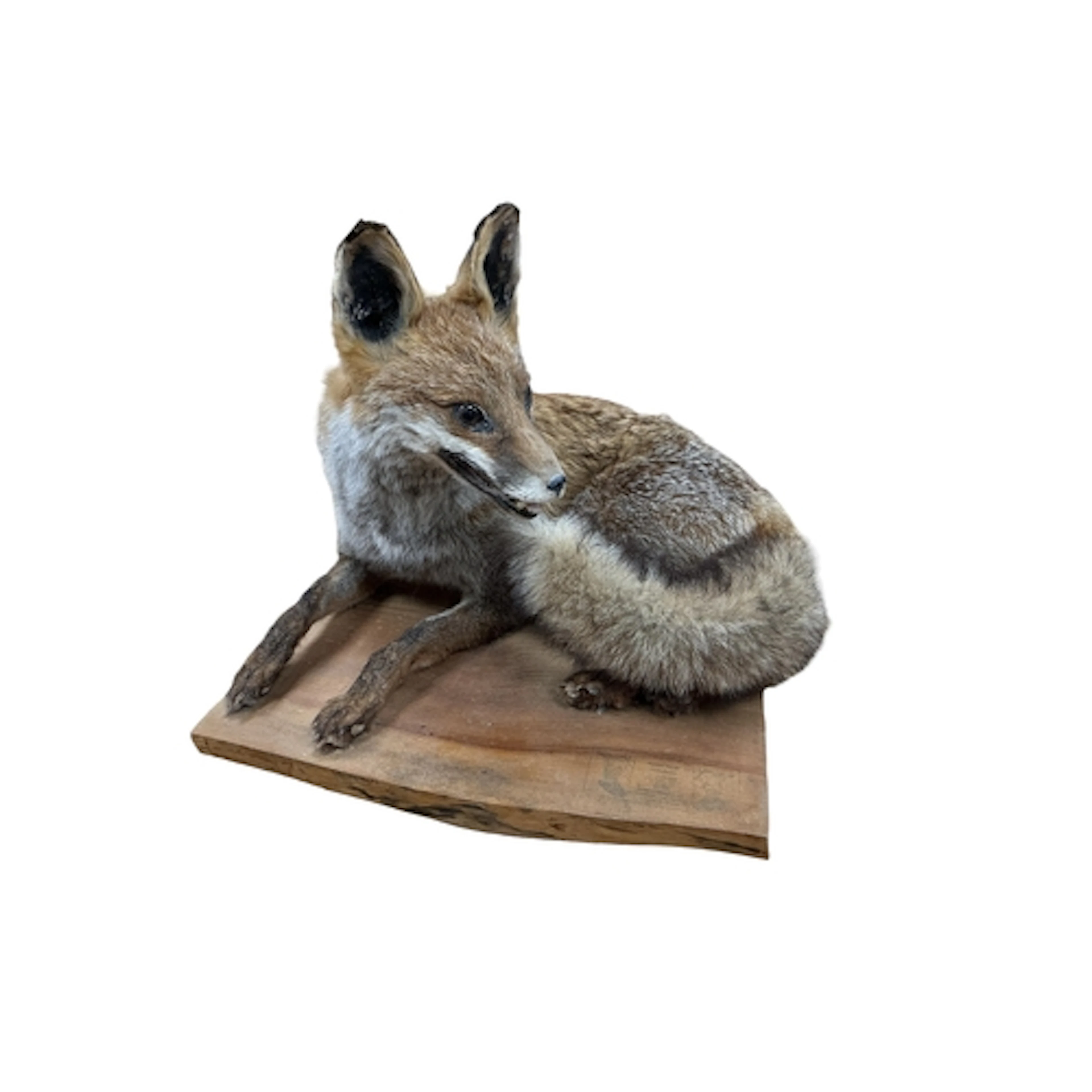 A taxidermy fox mounted on a wood base 41.5cm wide, 44cm dee...