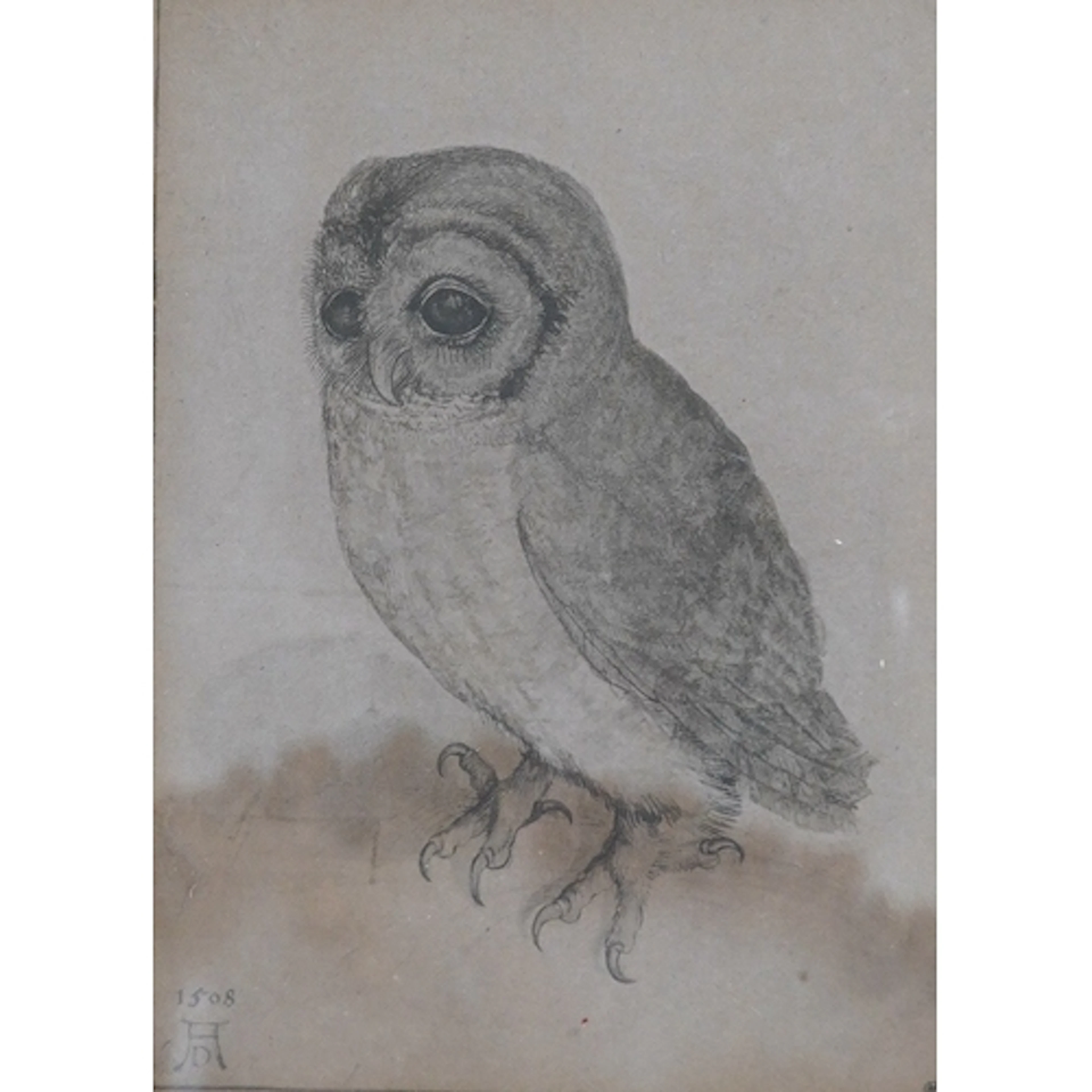 After Albrecht Dürer (German, 1471-1528), 'The Little Owl', ...