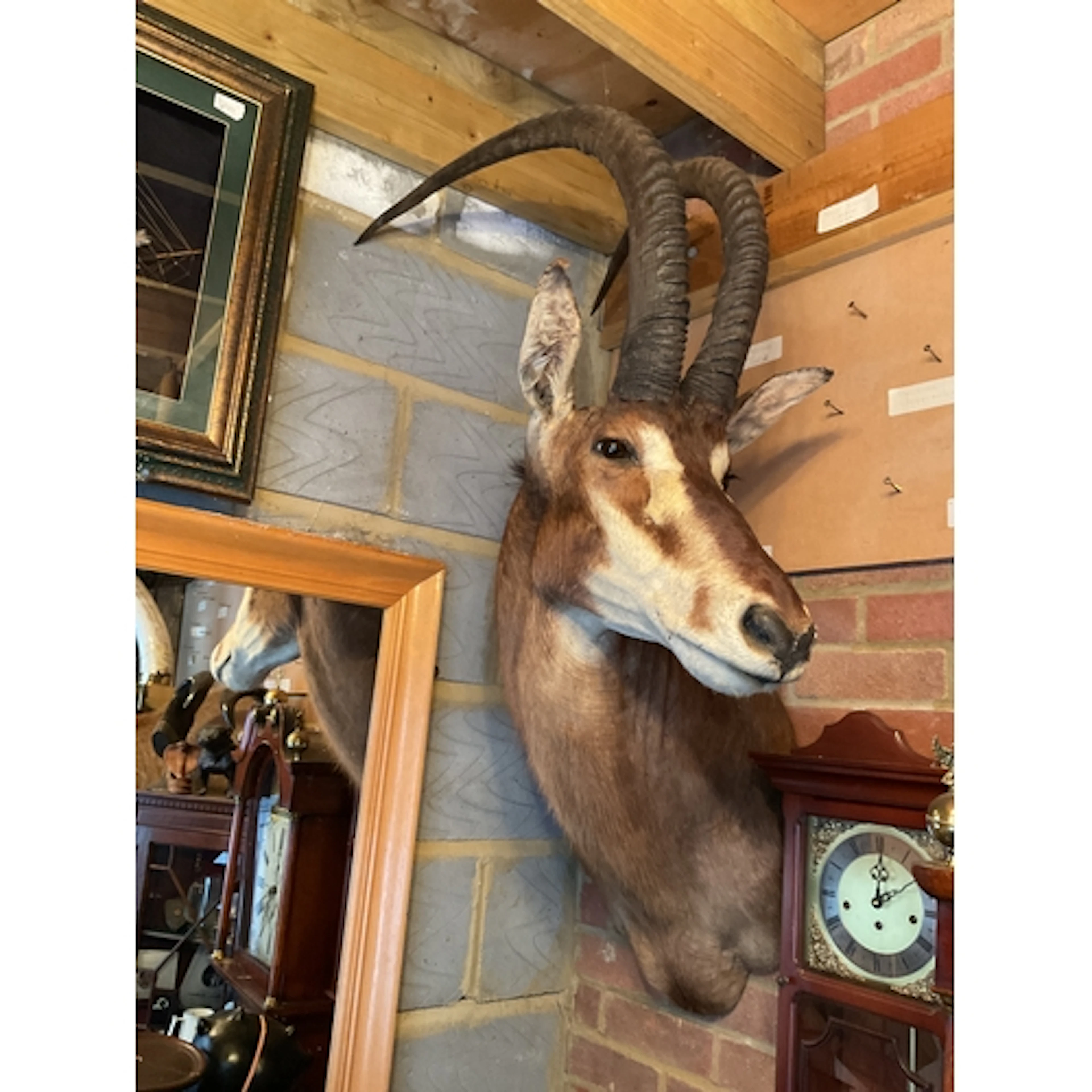 Taxidermy of a Sable Antelope (Hipotragus Niger).